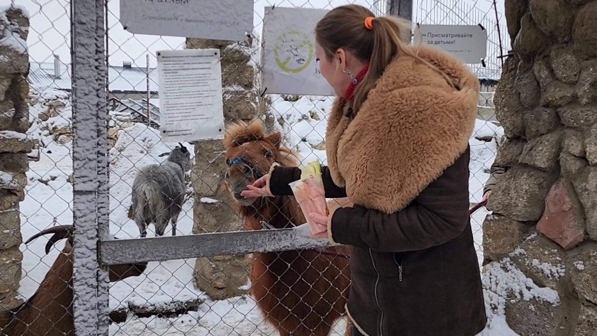 Раменское, Туризм, гастротуризм, Ферма 56, Животные на ферме,Вертикалка,