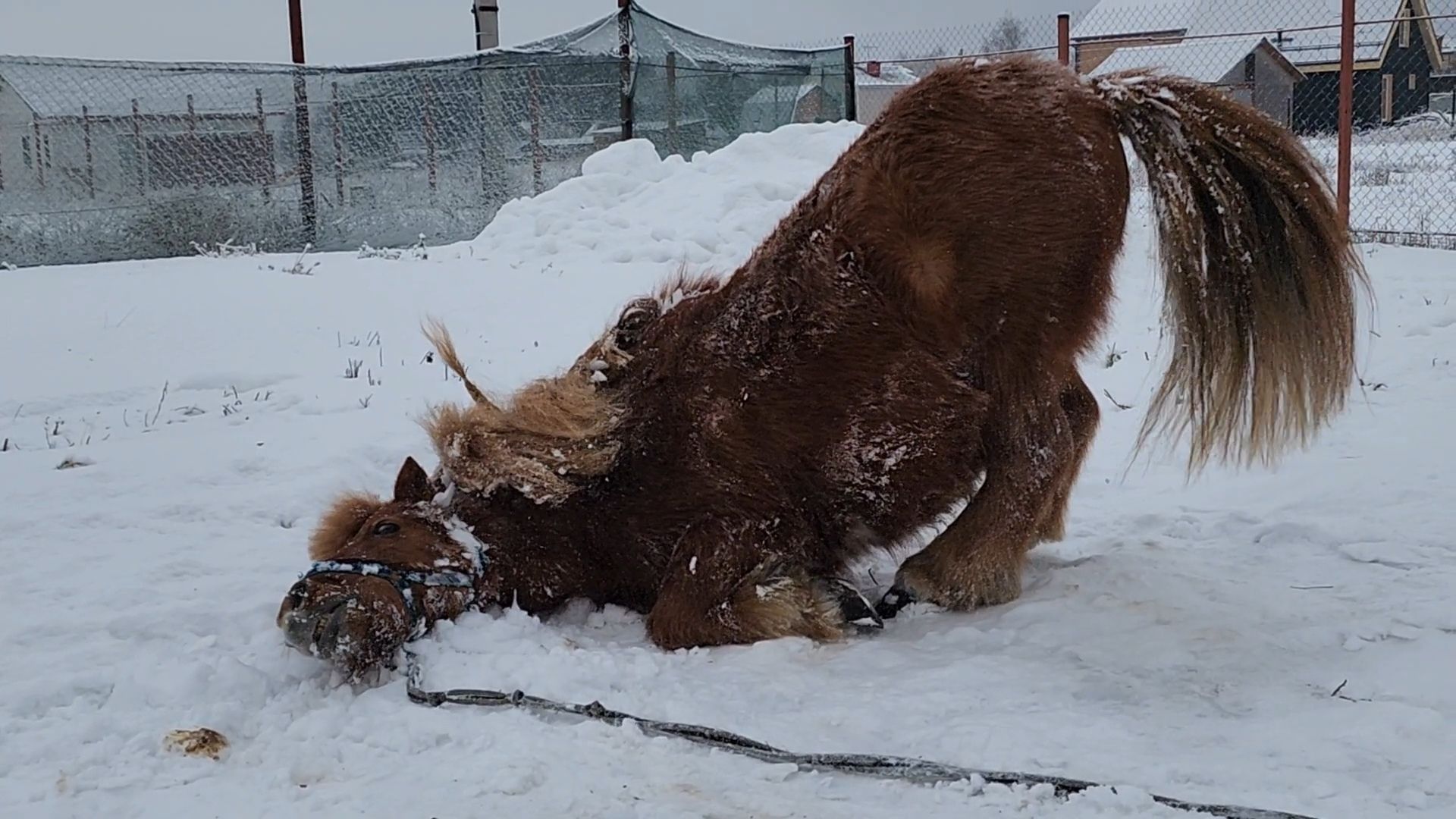 Раменское, Туризм, гастротуризм, Ферма 56, Животные на ферме,Вертикалка,