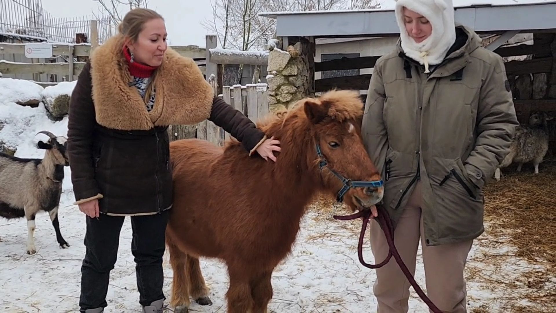 Раменское, Туризм, гастротуризм, Ферма 56, Животные на ферме,Вертикалка,