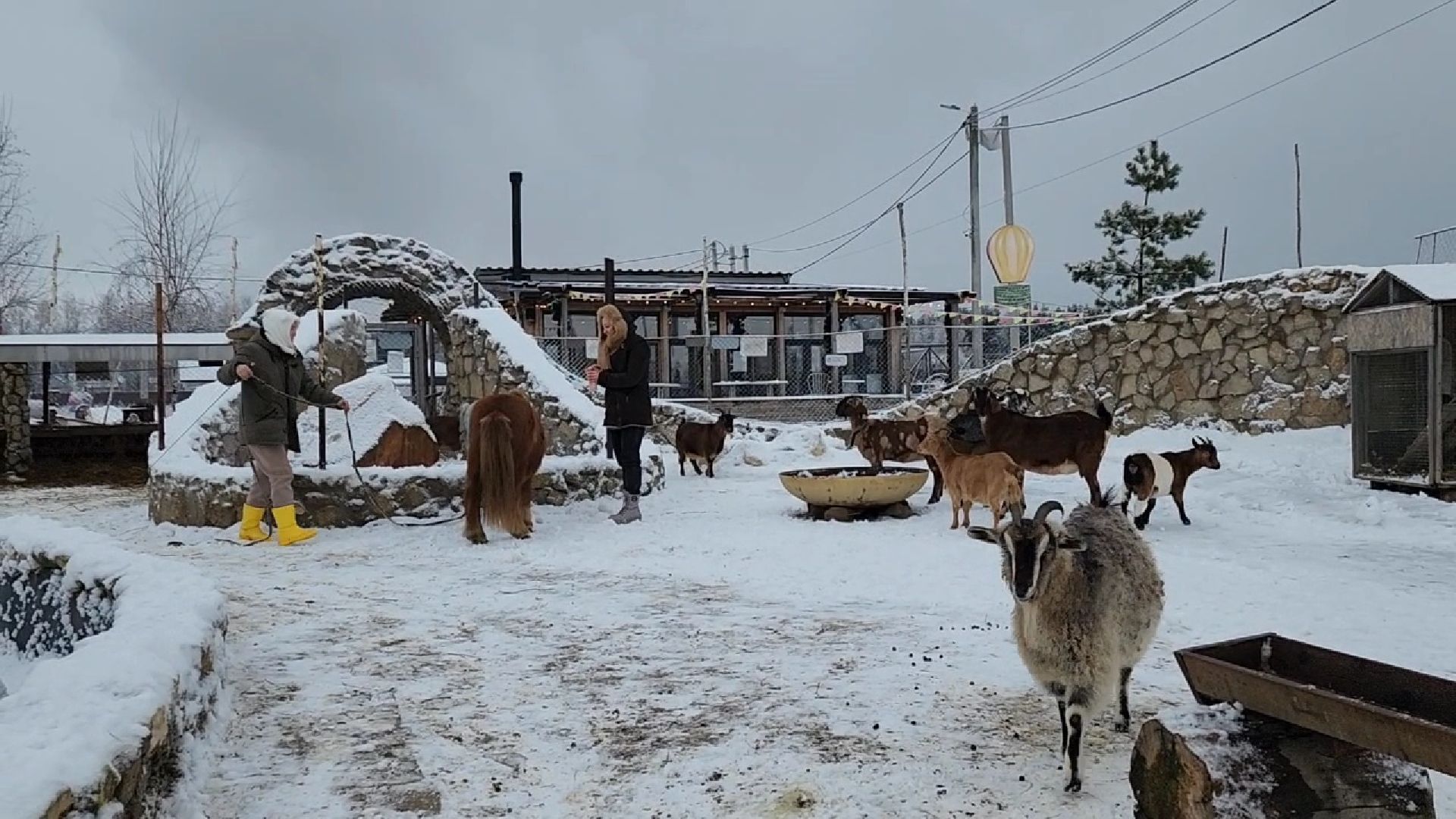 Раменское, Туризм, гастротуризм, Ферма 56, Животные на ферме,Вертикалка,