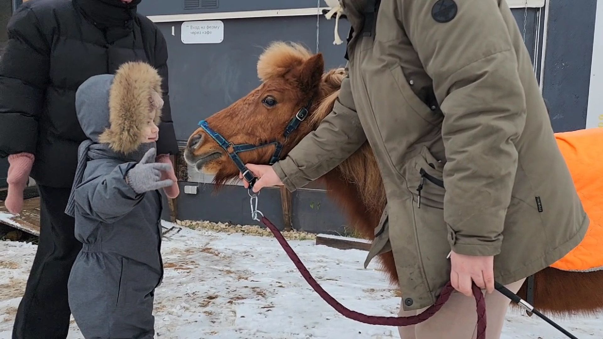 Раменское, Туризм, гастротуризм, Ферма 56, Животные на ферме,Вертикалка,
