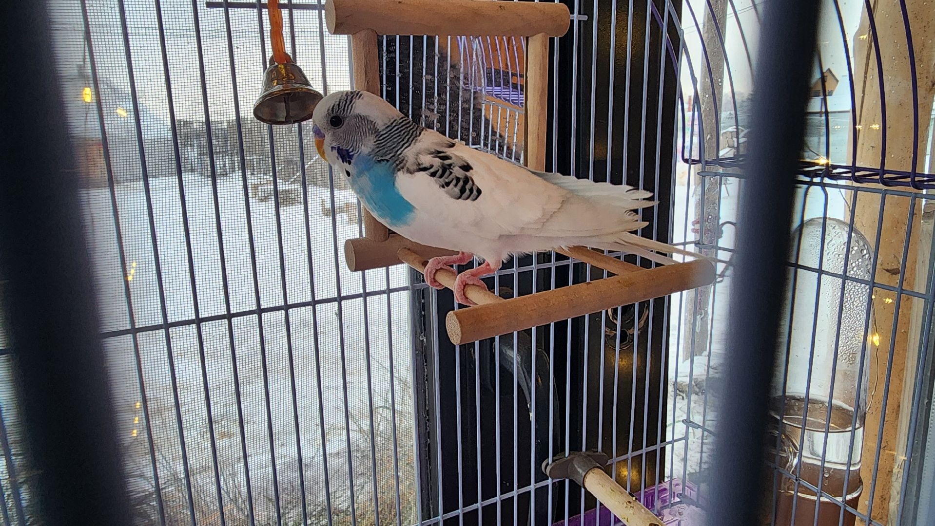 Раменское, Туризм, гастротуризм, Ферма 56, Животные на ферме,Вертикалка,