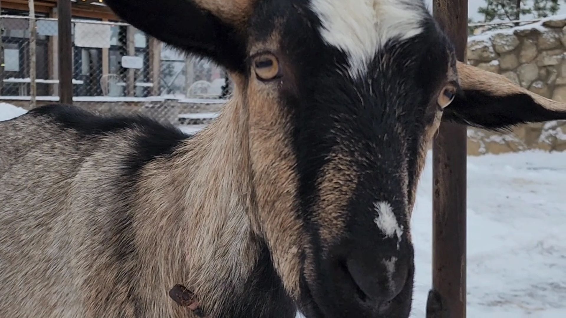 Раменское, Туризм, гастротуризм, Ферма 56, Животные на ферме,Вертикалка,