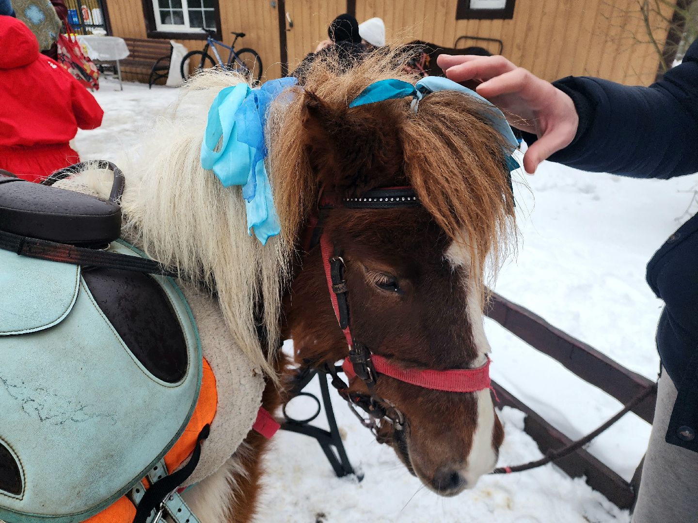пущино, серпухов, особенные дети, лошади, терапия,