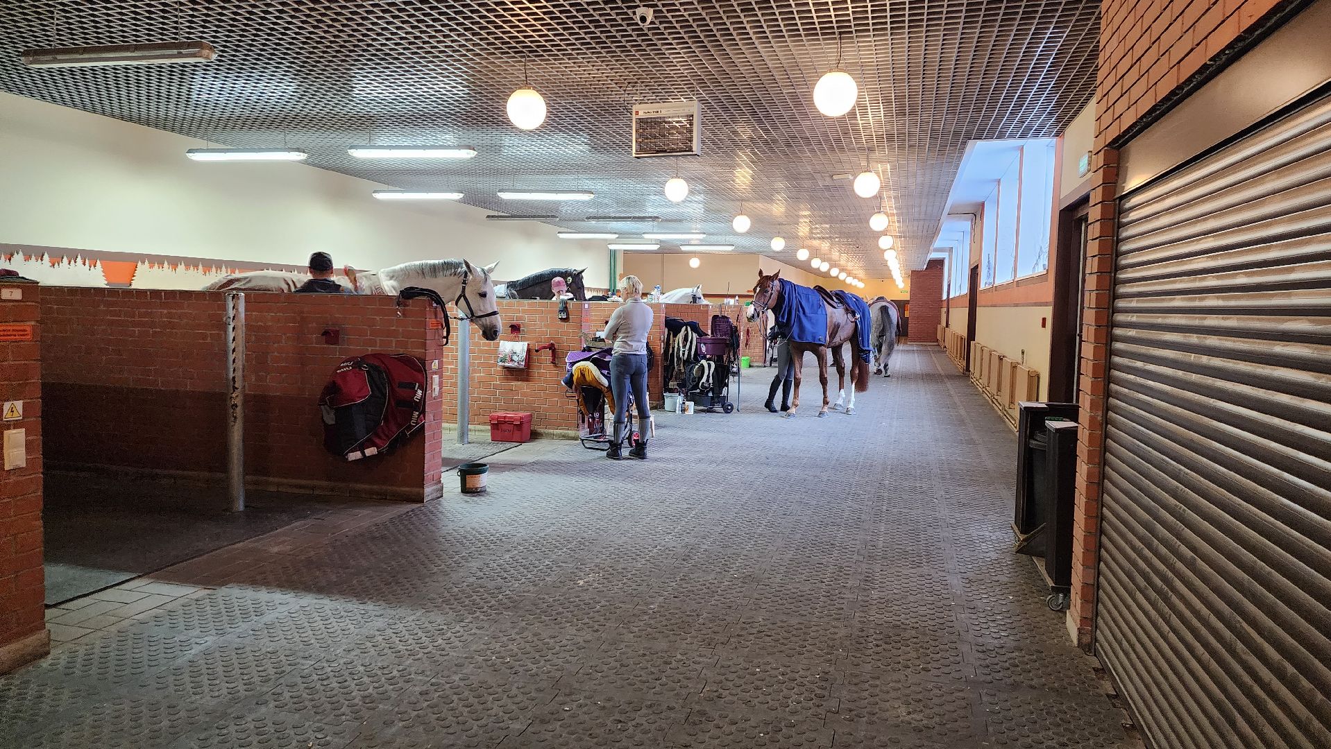 истра, конный клуб, конный спорт, вертикалки,