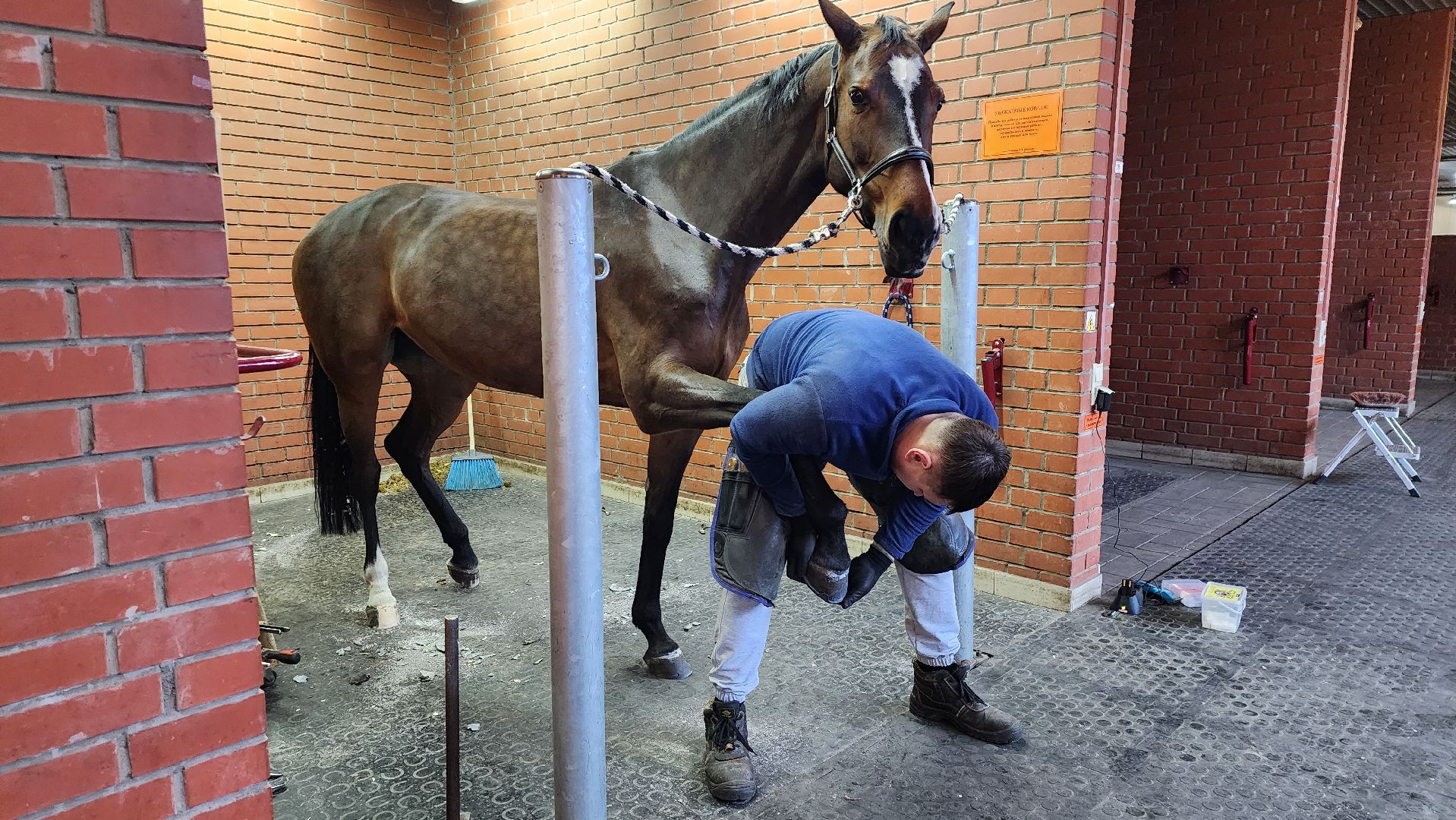 истра, конный клуб, конный спорт, вертикалки,