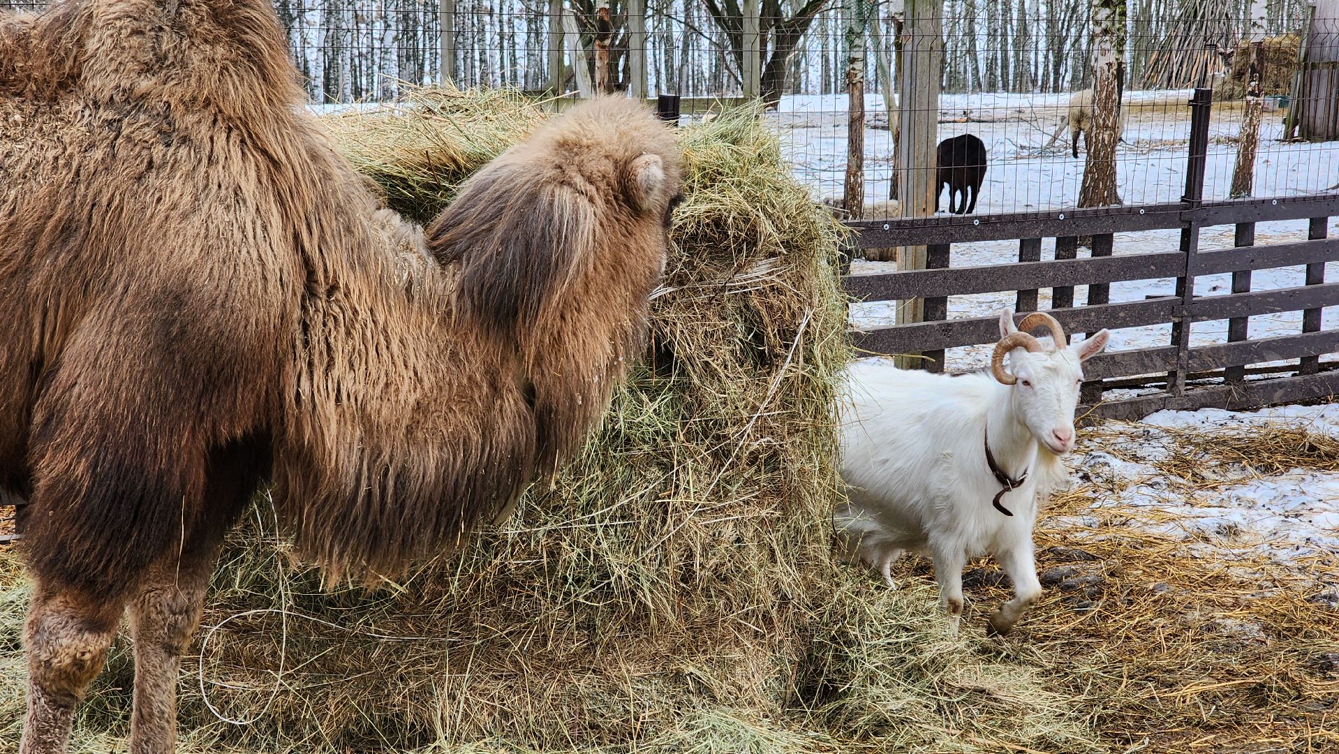 кашира, новогодние каникулы, зоостудия ковчег, животные актёры, фестиваль севера,