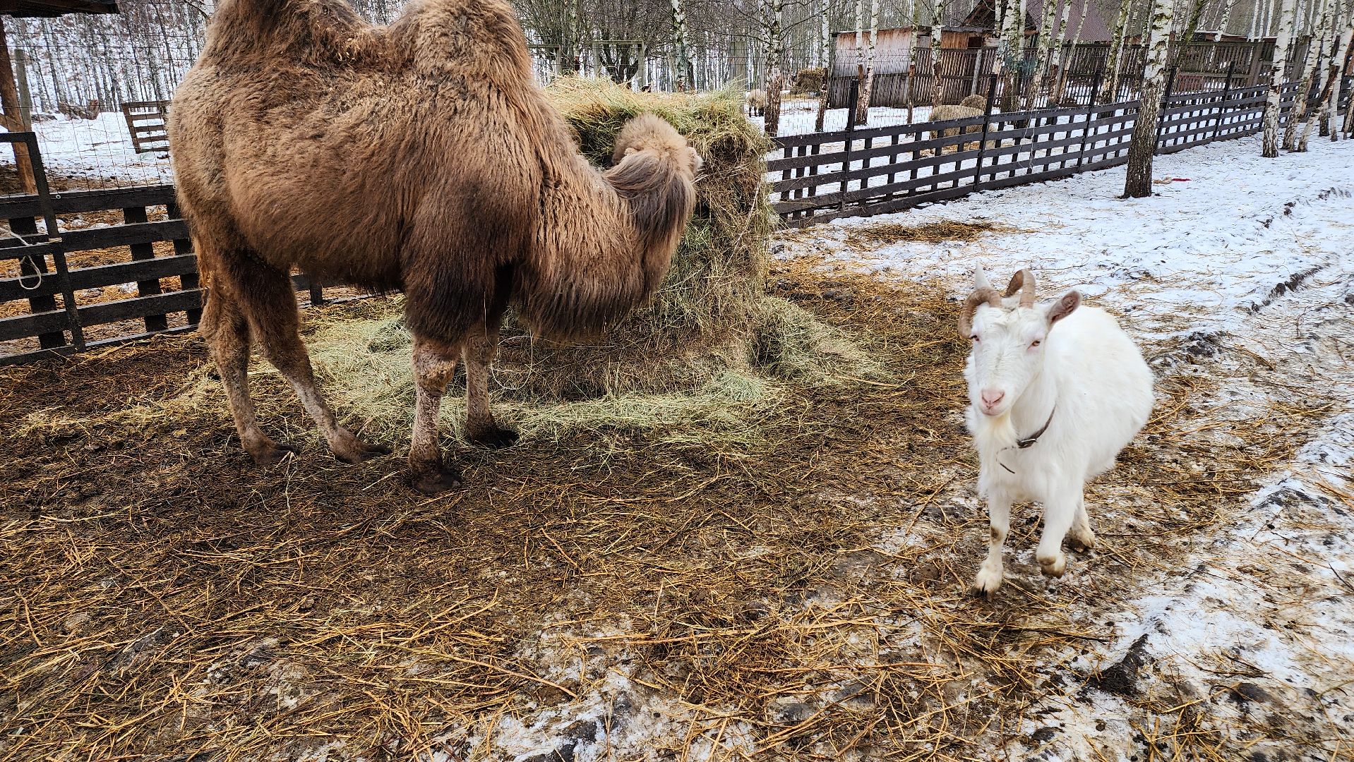 кашира, новогодние каникулы, зоостудия ковчег, животные актёры, фестиваль севера,