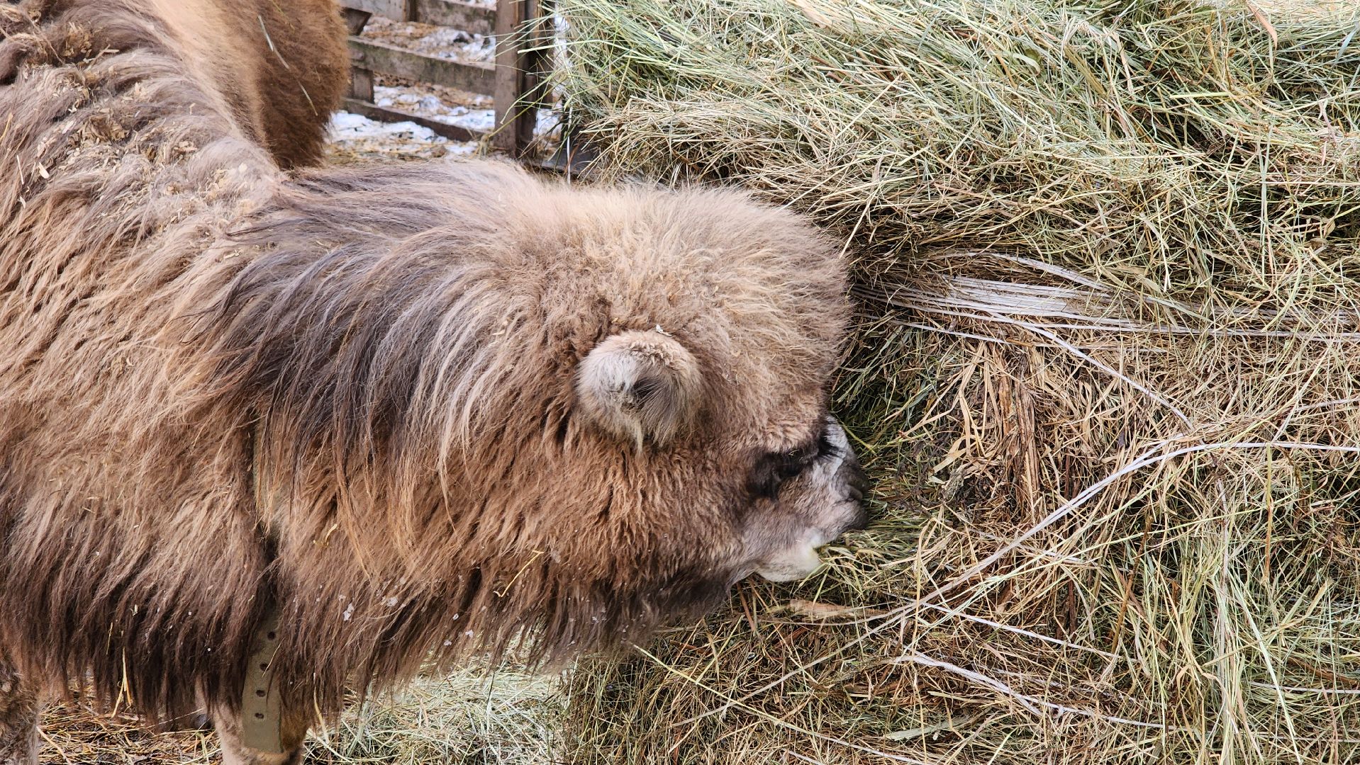 кашира, новогодние каникулы, зоостудия ковчег, животные актёры, фестиваль севера,