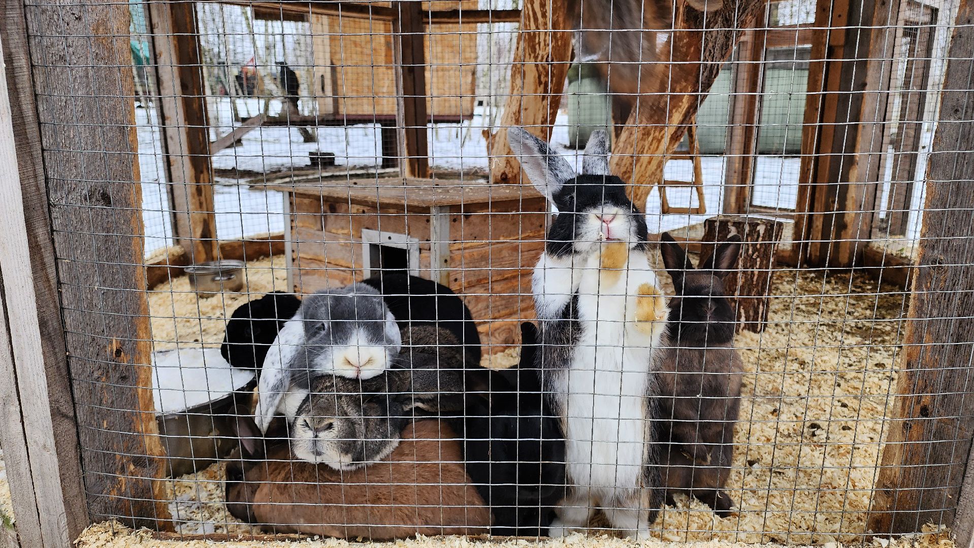 кашира, новогодние каникулы, зоостудия ковчег, животные актёры, фестиваль севера,