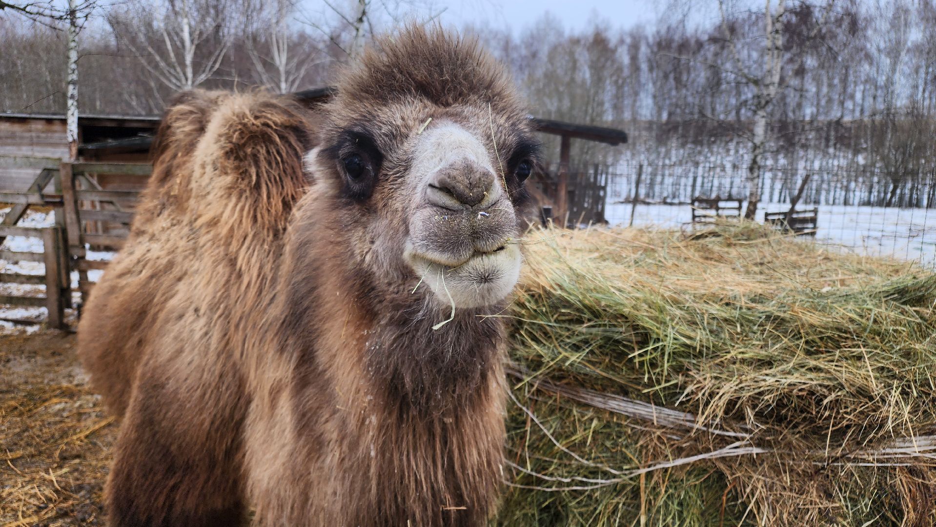 кашира, новогодние каникулы, зоостудия ковчег, животные актёры, фестиваль севера,
