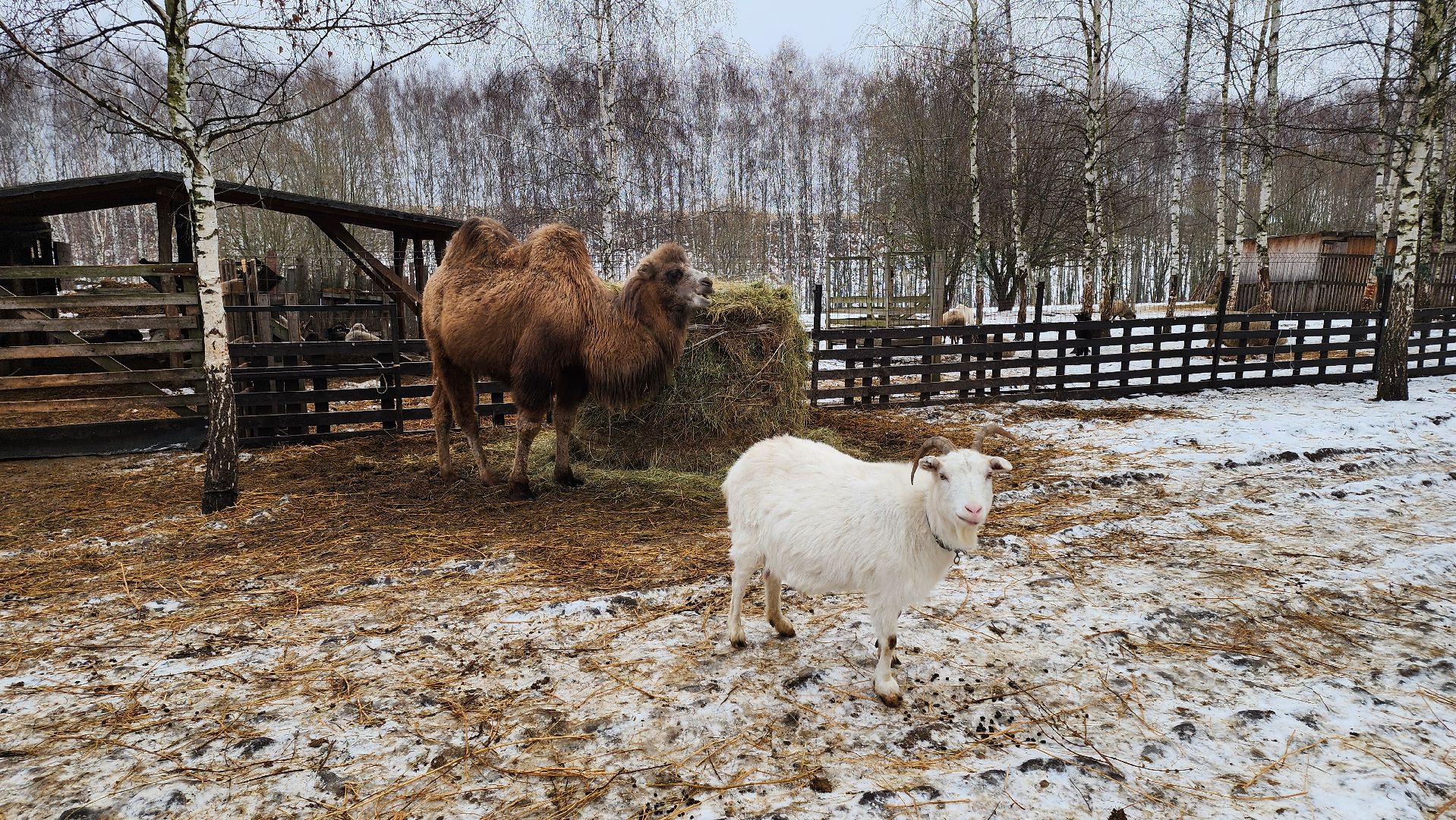 кашира, новогодние каникулы, зоостудия ковчег, животные актёры, фестиваль севера,