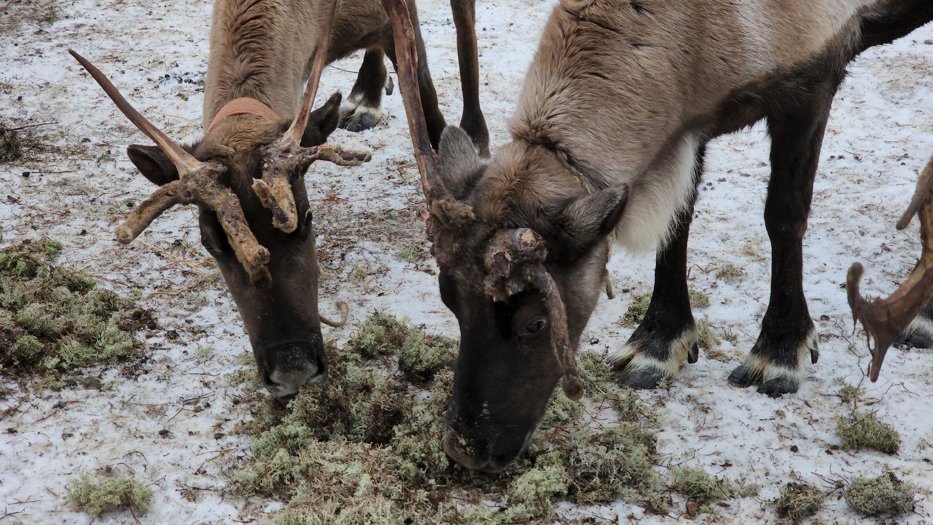 кашира, новогодние каникулы, зоостудия ковчег, животные актёры, фестиваль севера,