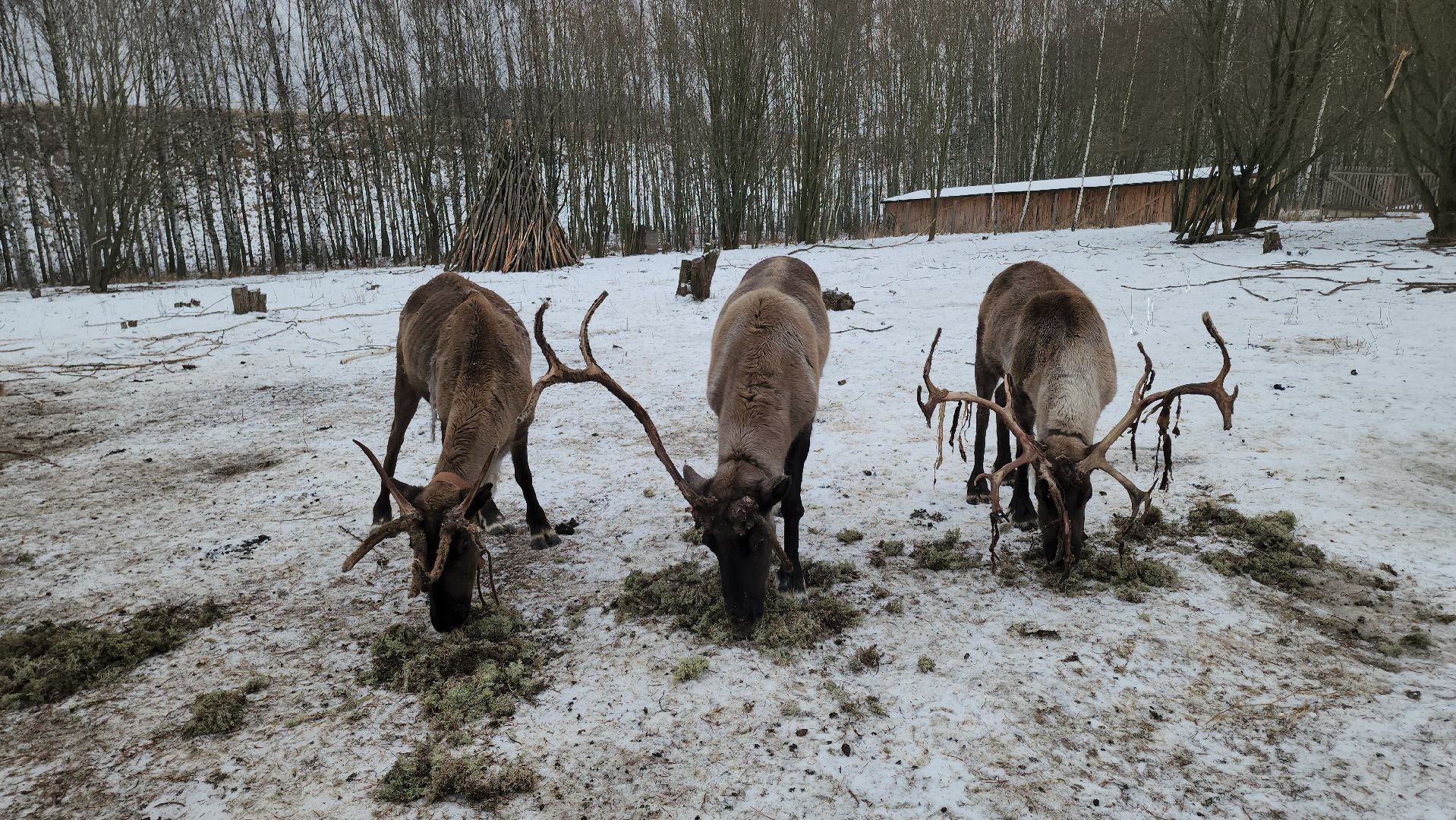 кашира, новогодние каникулы, зоостудия ковчег, животные актёры, фестиваль севера,