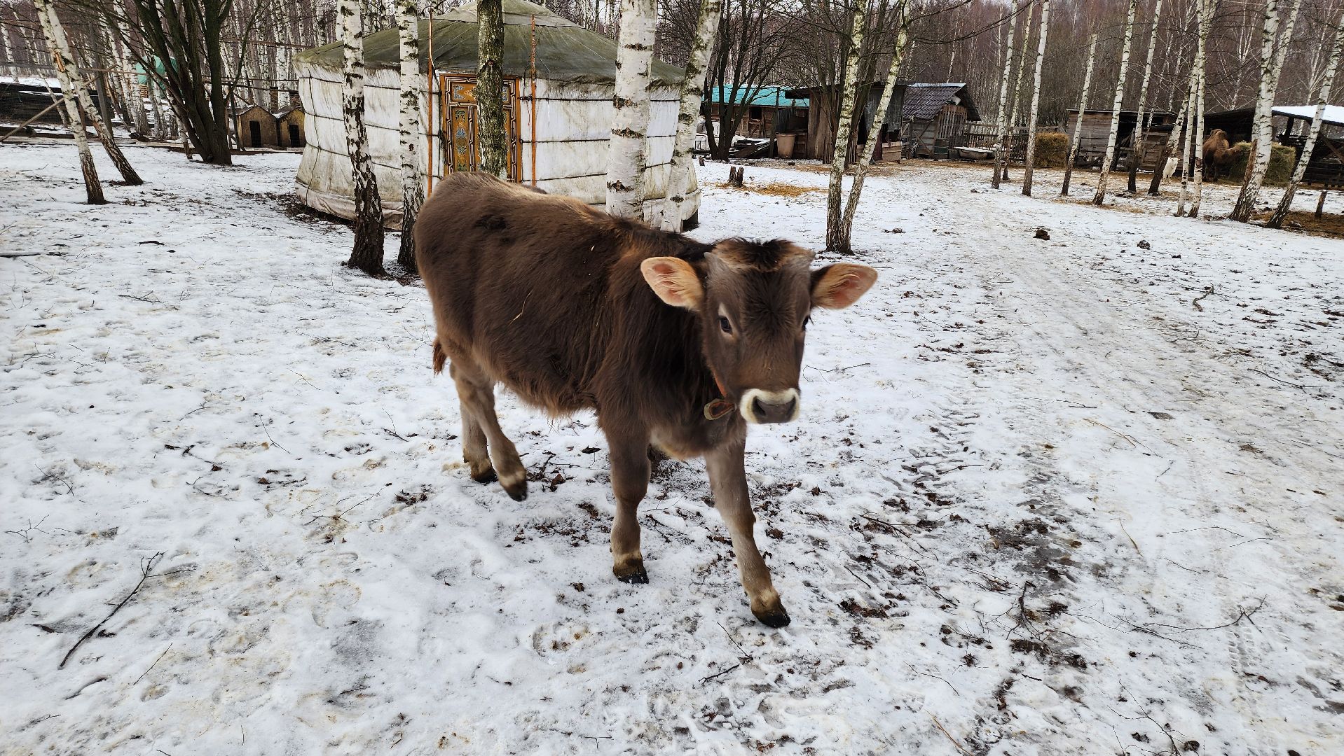 кашира, новогодние каникулы, зоостудия ковчег, животные актёры, фестиваль севера,