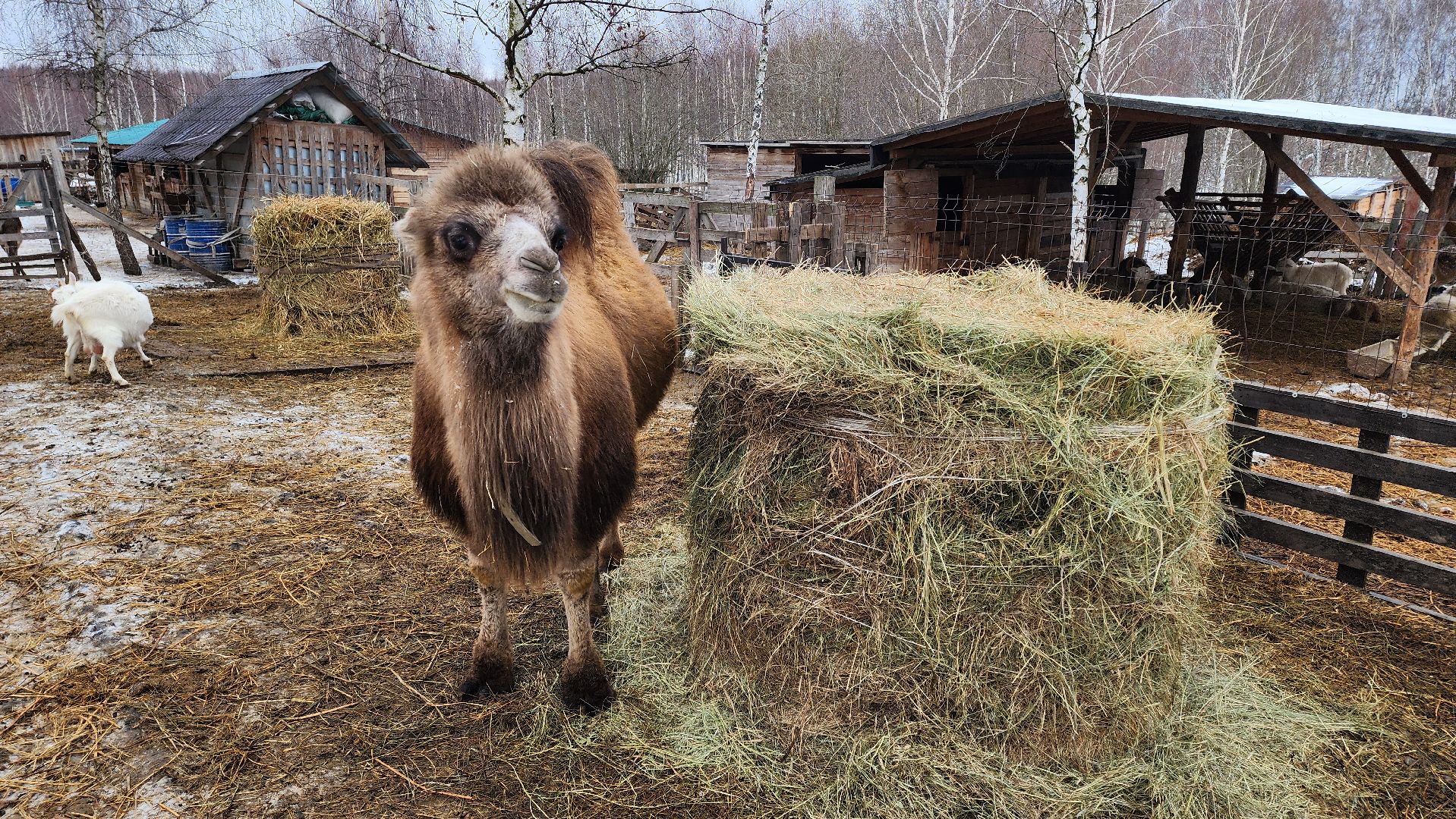 кашира, новогодние каникулы, зоостудия ковчег, животные актёры, фестиваль севера,