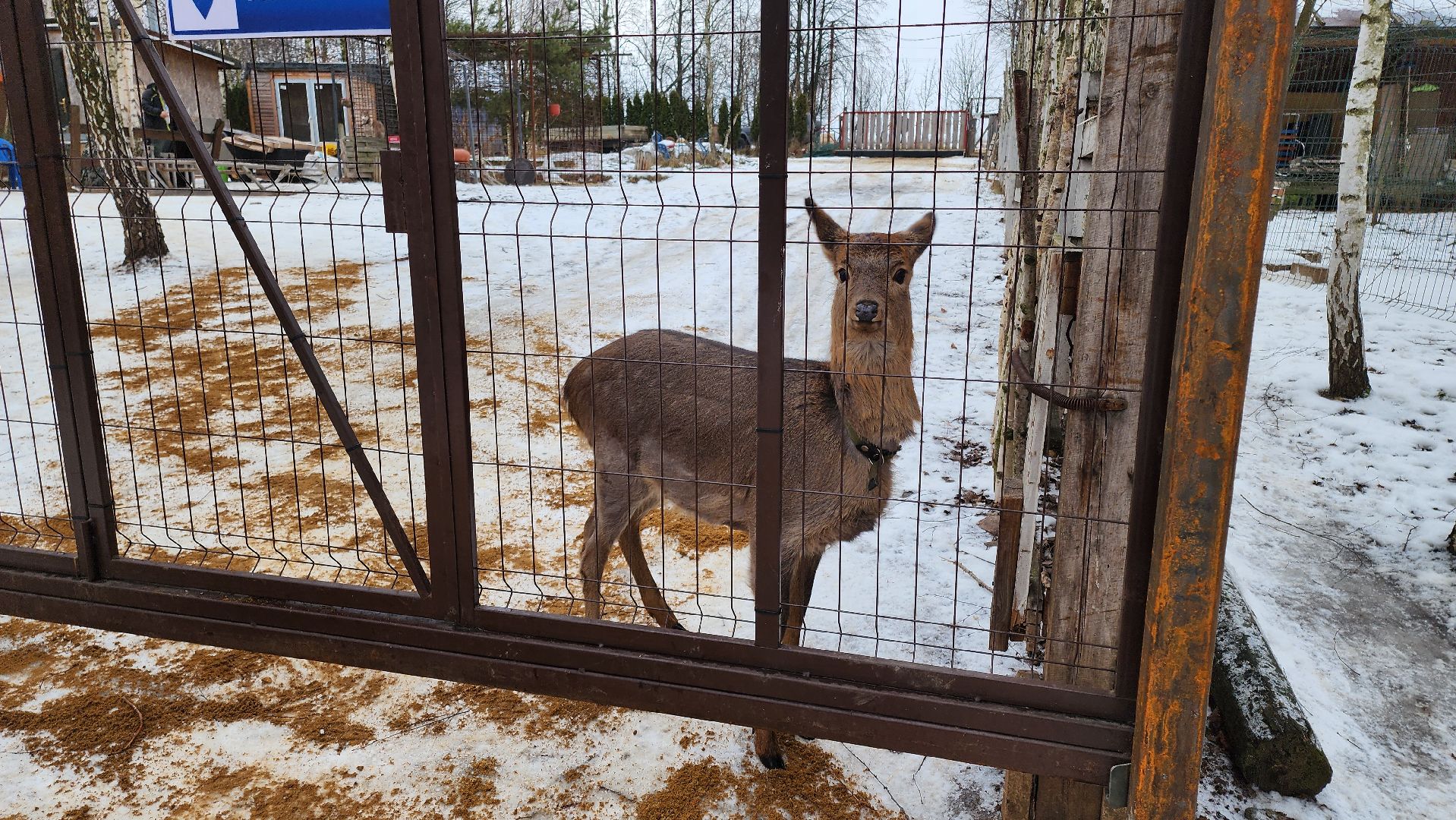 кашира, новогодние каникулы, зоостудия ковчег, животные актёры, фестиваль севера,