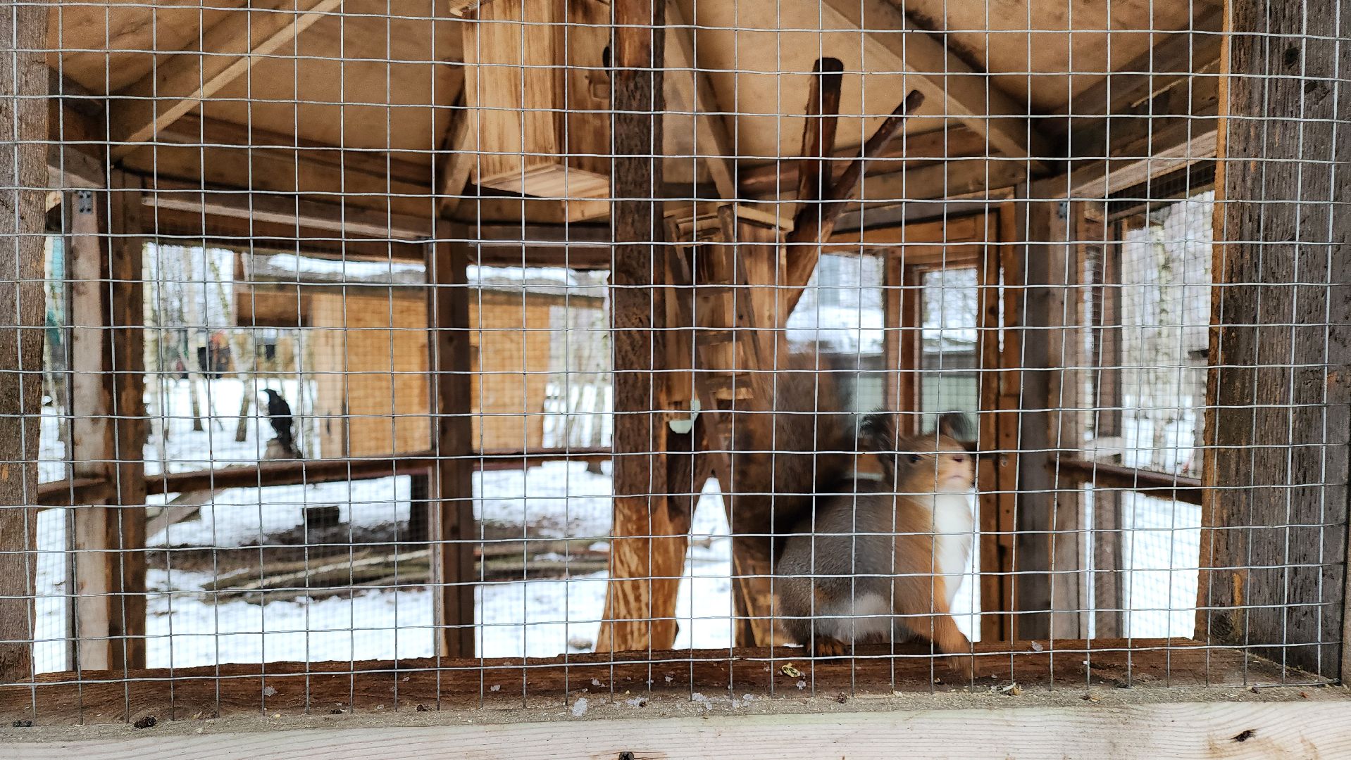 кашира, новогодние каникулы, зоостудия ковчег, животные актёры, фестиваль севера,