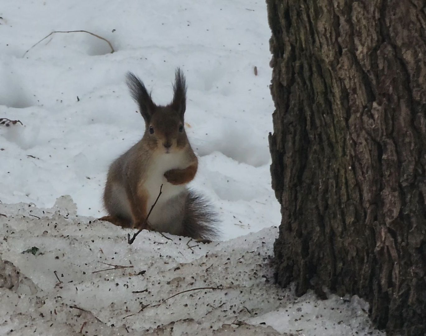 Дубна, Белки, Лес, Кормление белок, Досуг,