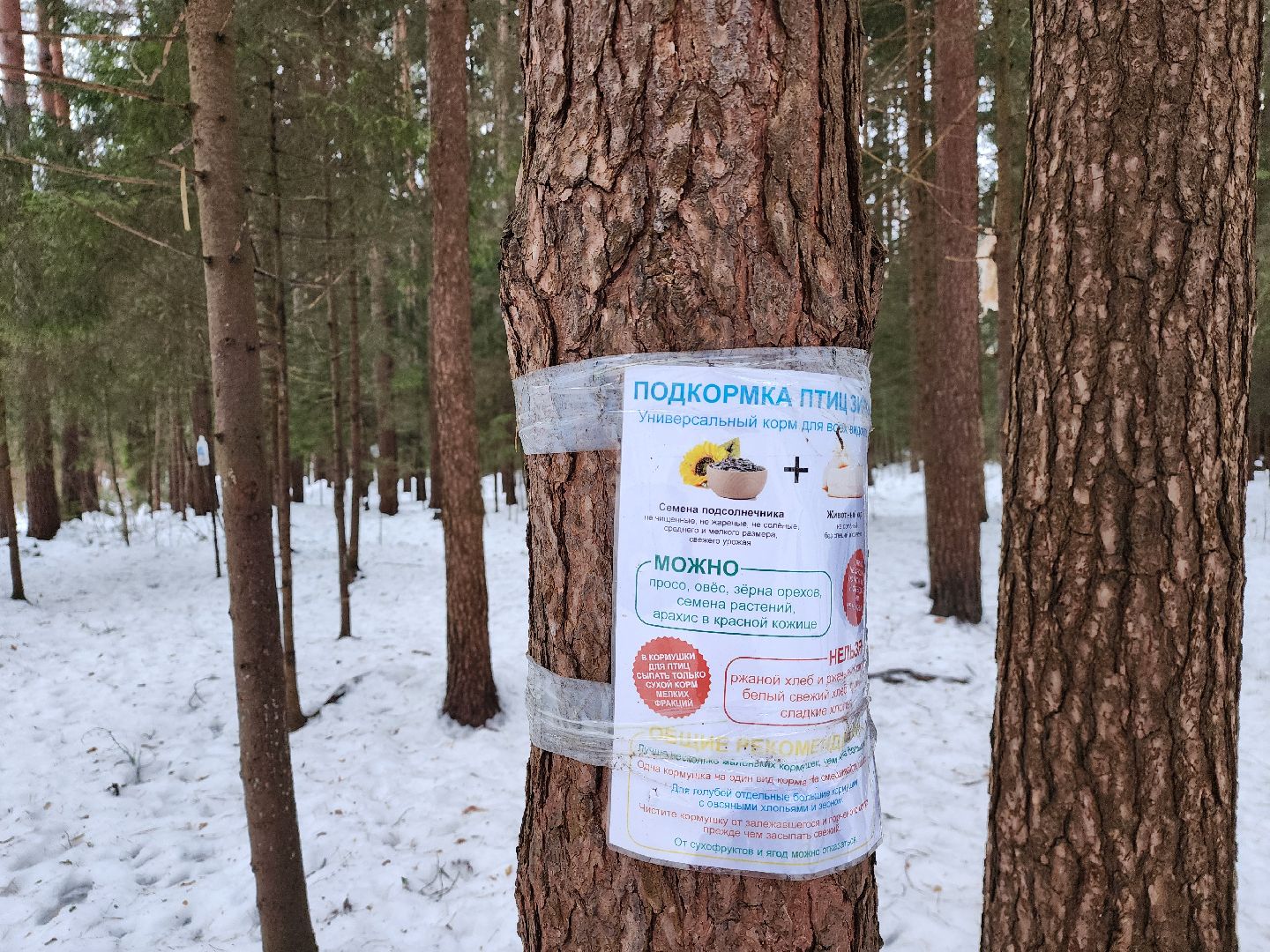 Дубна, Белки, Лес, Кормление белок, Досуг,