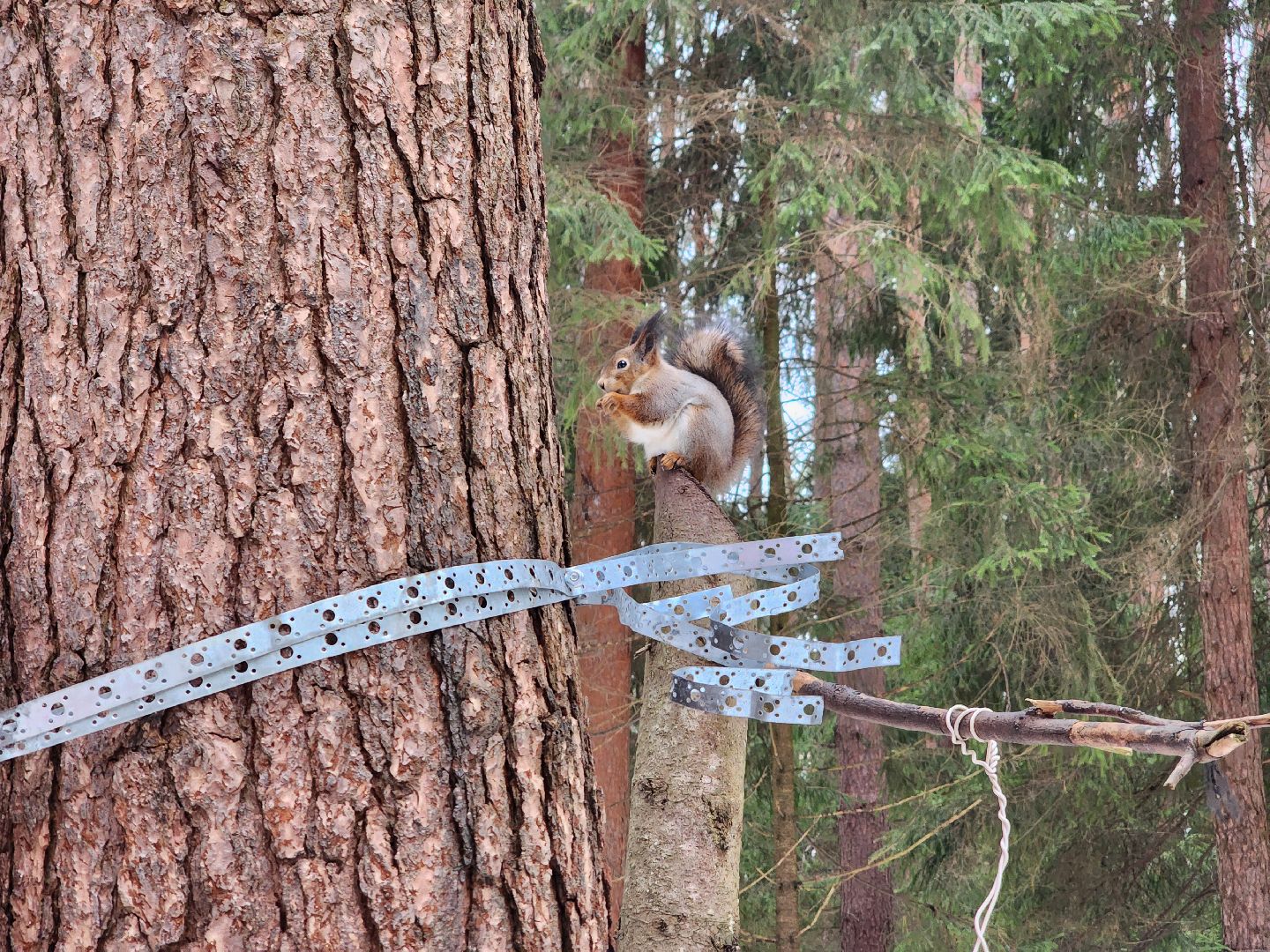 Дубна, Белки, Лес, Кормление белок, Досуг,