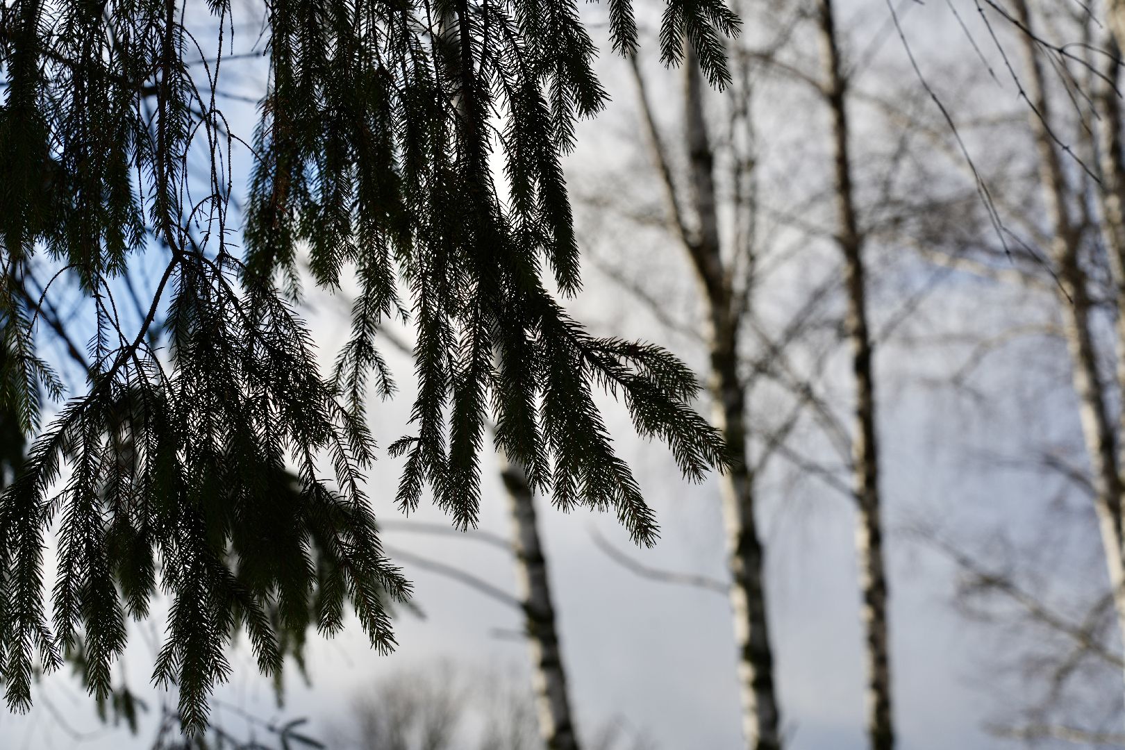 погода, сергиев посад, сергиево-посадский городской округ, январь, прогноз погоды, выходные, зима,