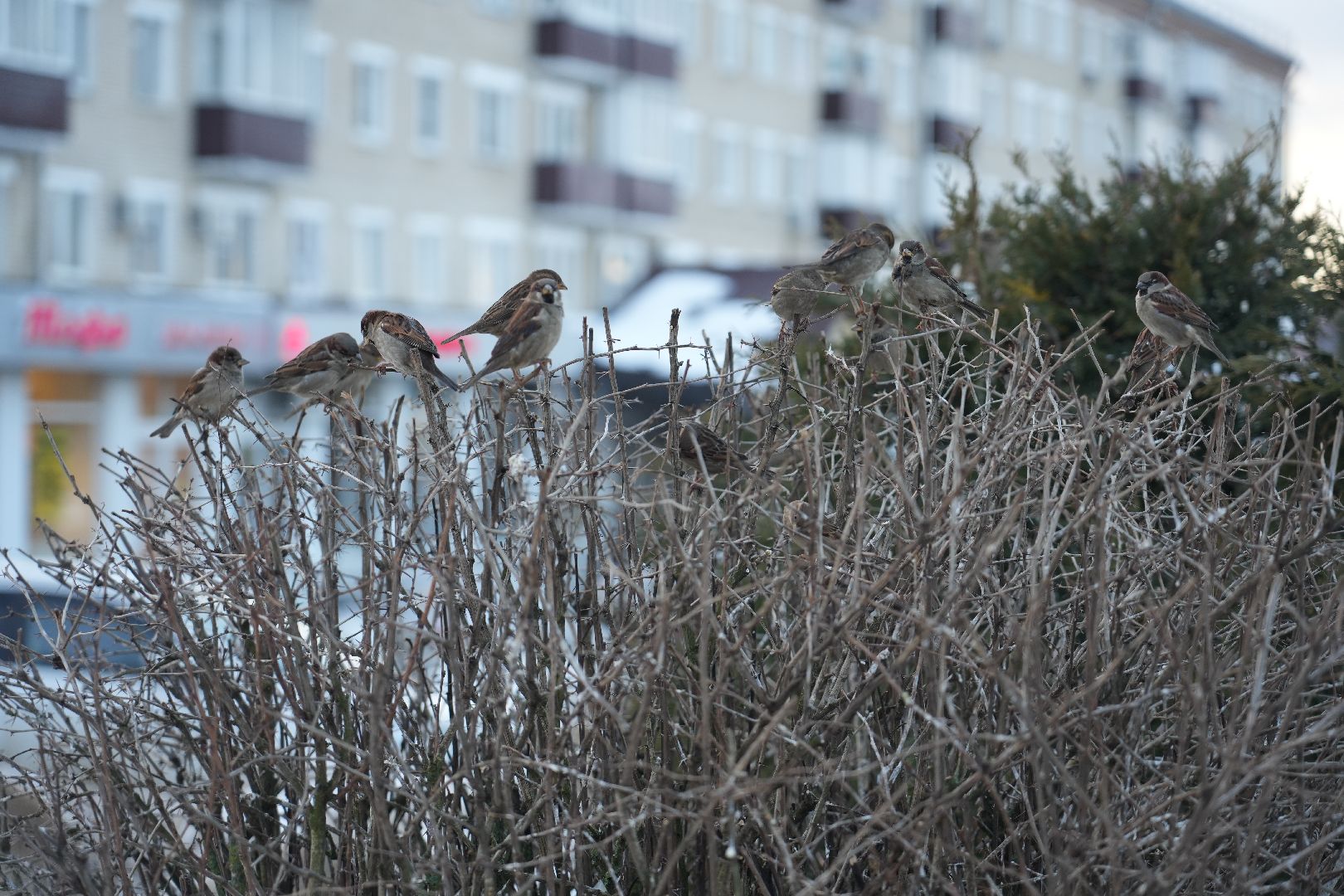 непогода, сергиев посад, сергиево-посадский городской округ, гололед, коммунальные службы,