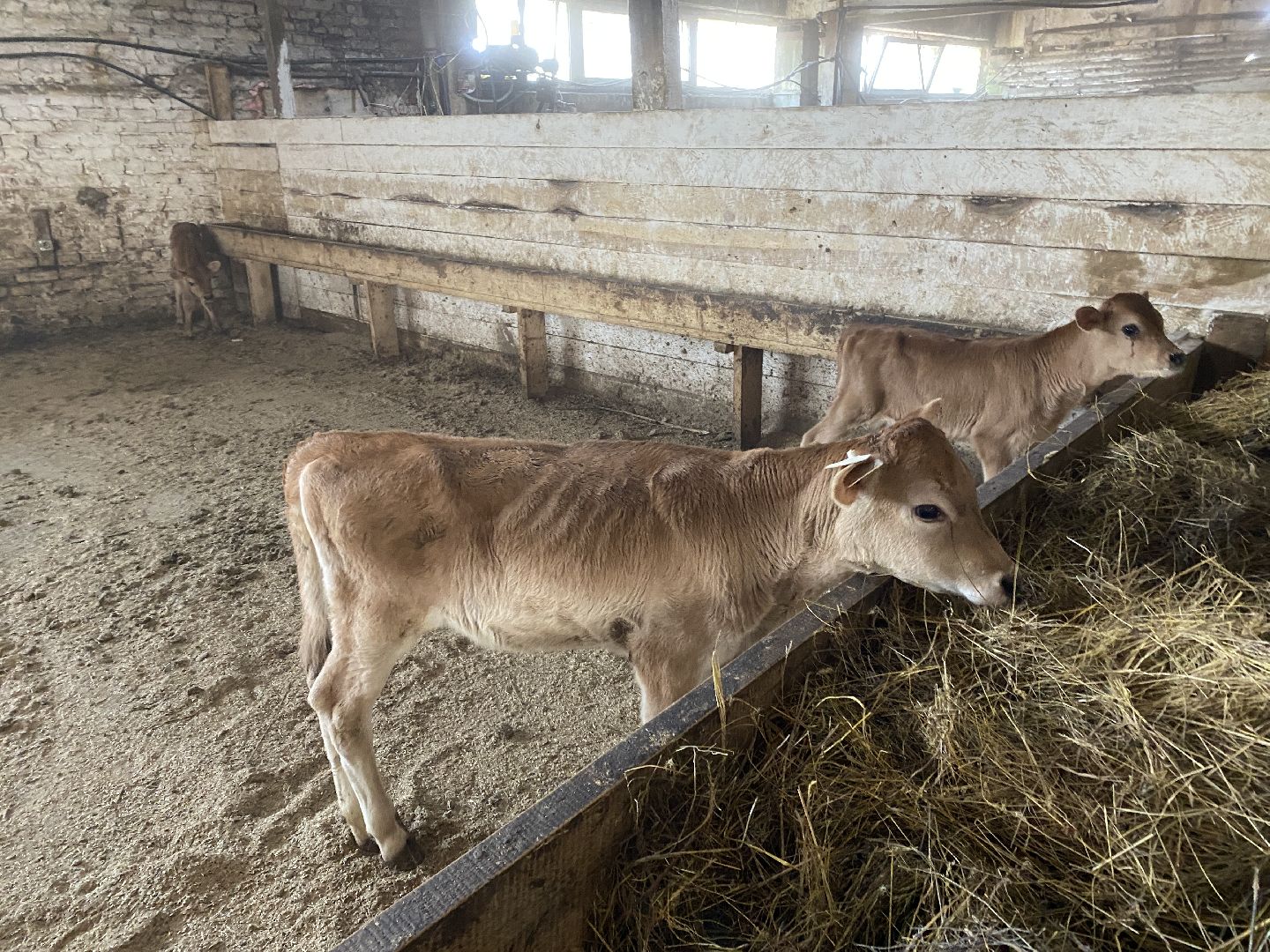 Чехов, ферма, телята, молоко, прибавление