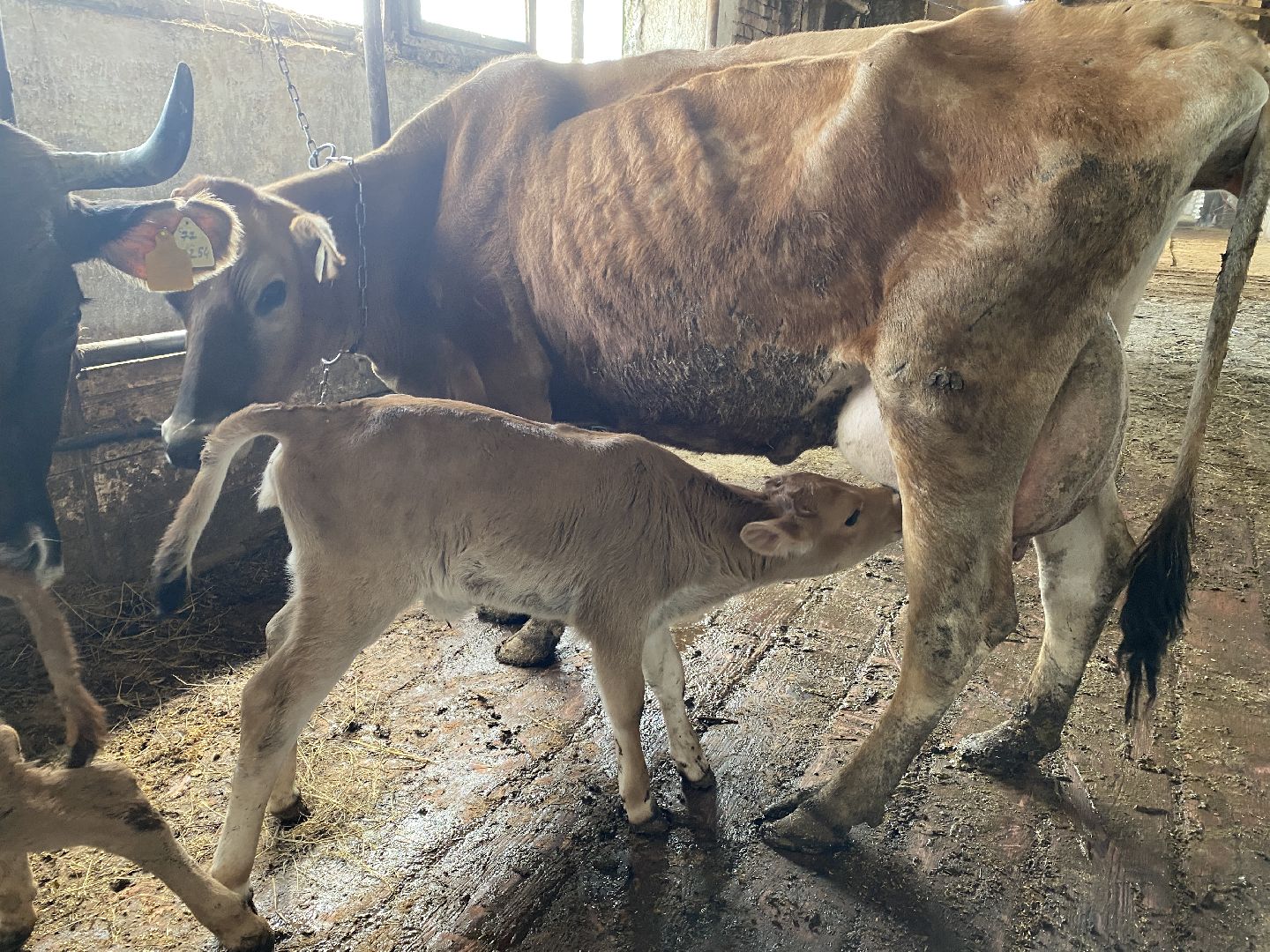 Чехов, ферма, телята, молоко, прибавление