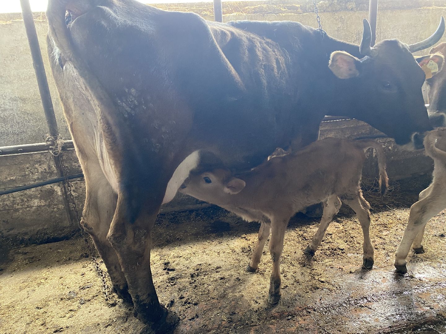 Чехов, ферма, телята, молоко, прибавление