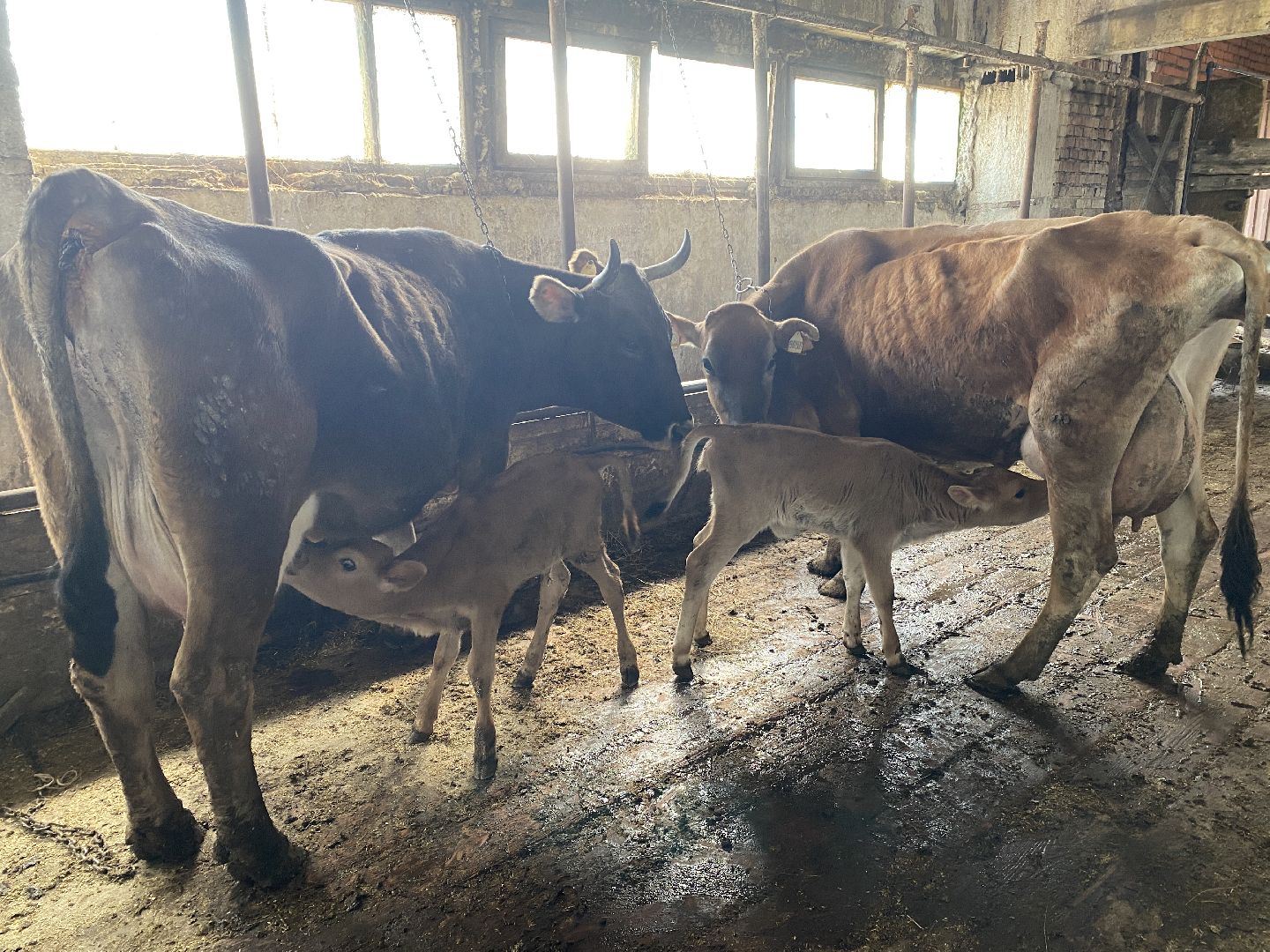 Чехов, ферма, телята, молоко, прибавление