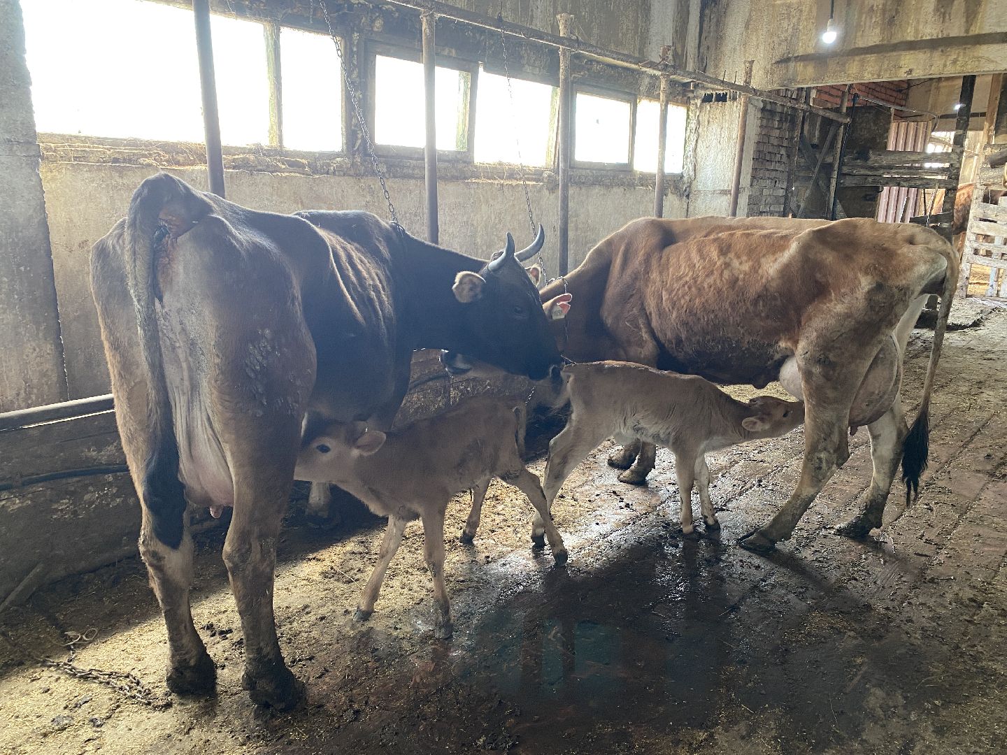 Чехов, ферма, телята, молоко, прибавление