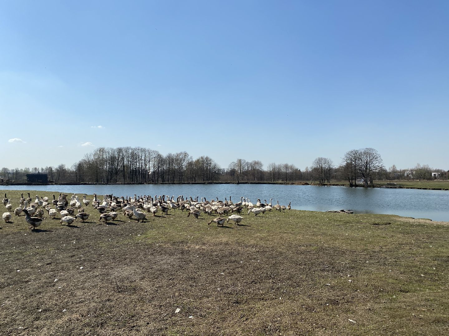 Чехов, ферма, гуси, пруд, очистка