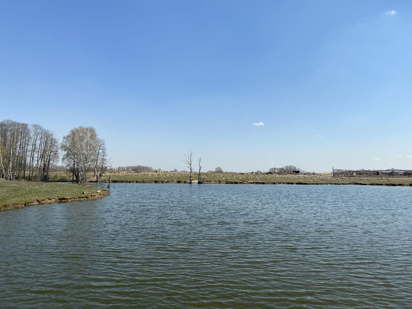 Чехов, ферма, гуси, пруд, очистка