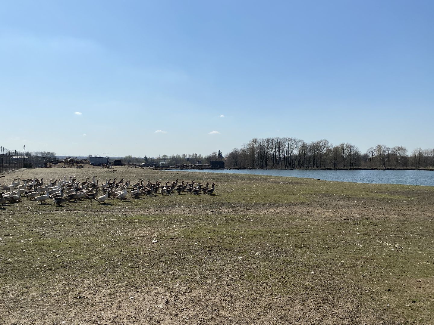 Чехов, ферма, гуси, пруд, очистка