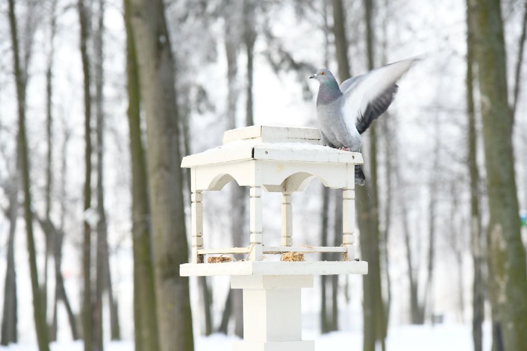 Воскресенск, общество