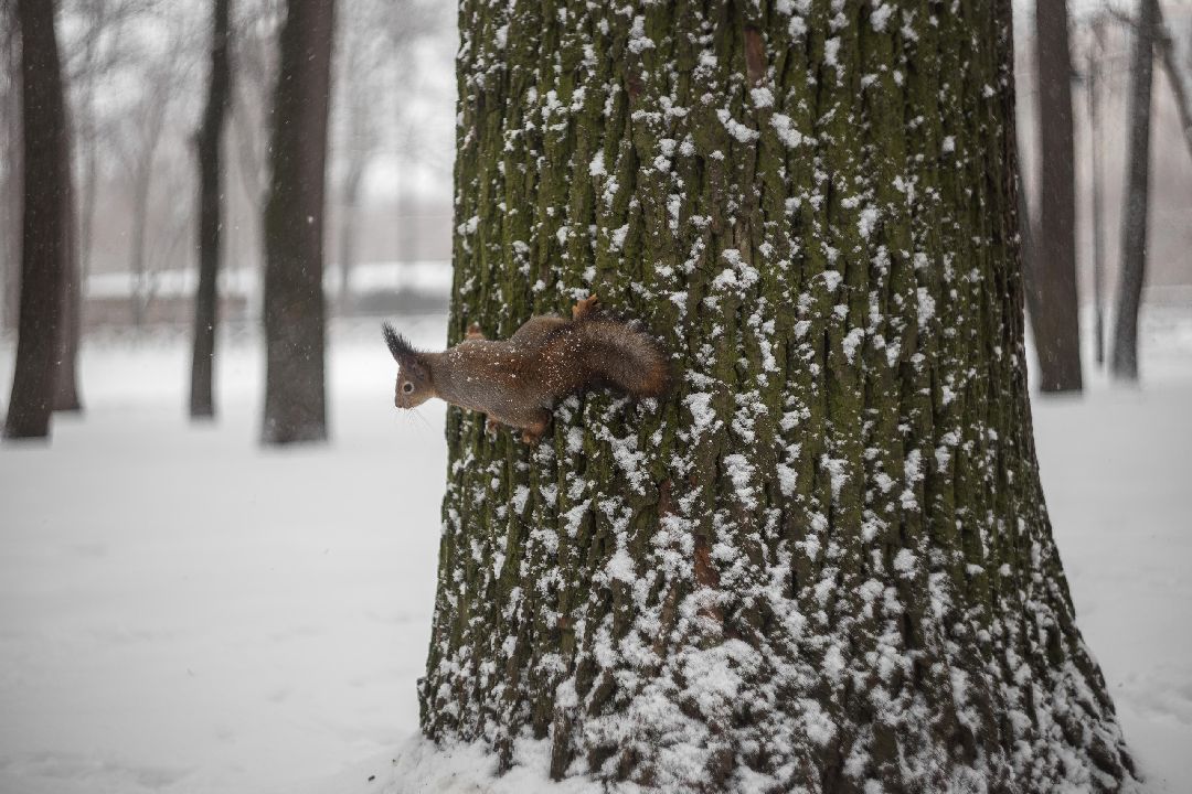 Воскресенск, общество
