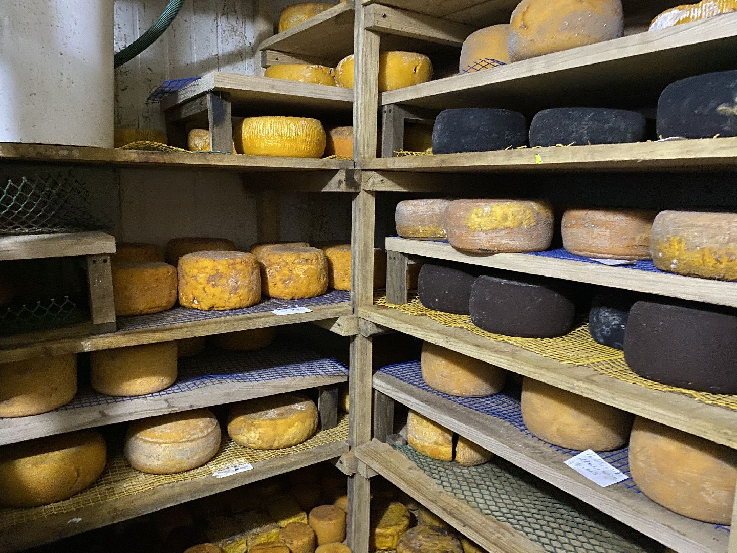 Чехов, ферма, сыр, производство, молочная продукция