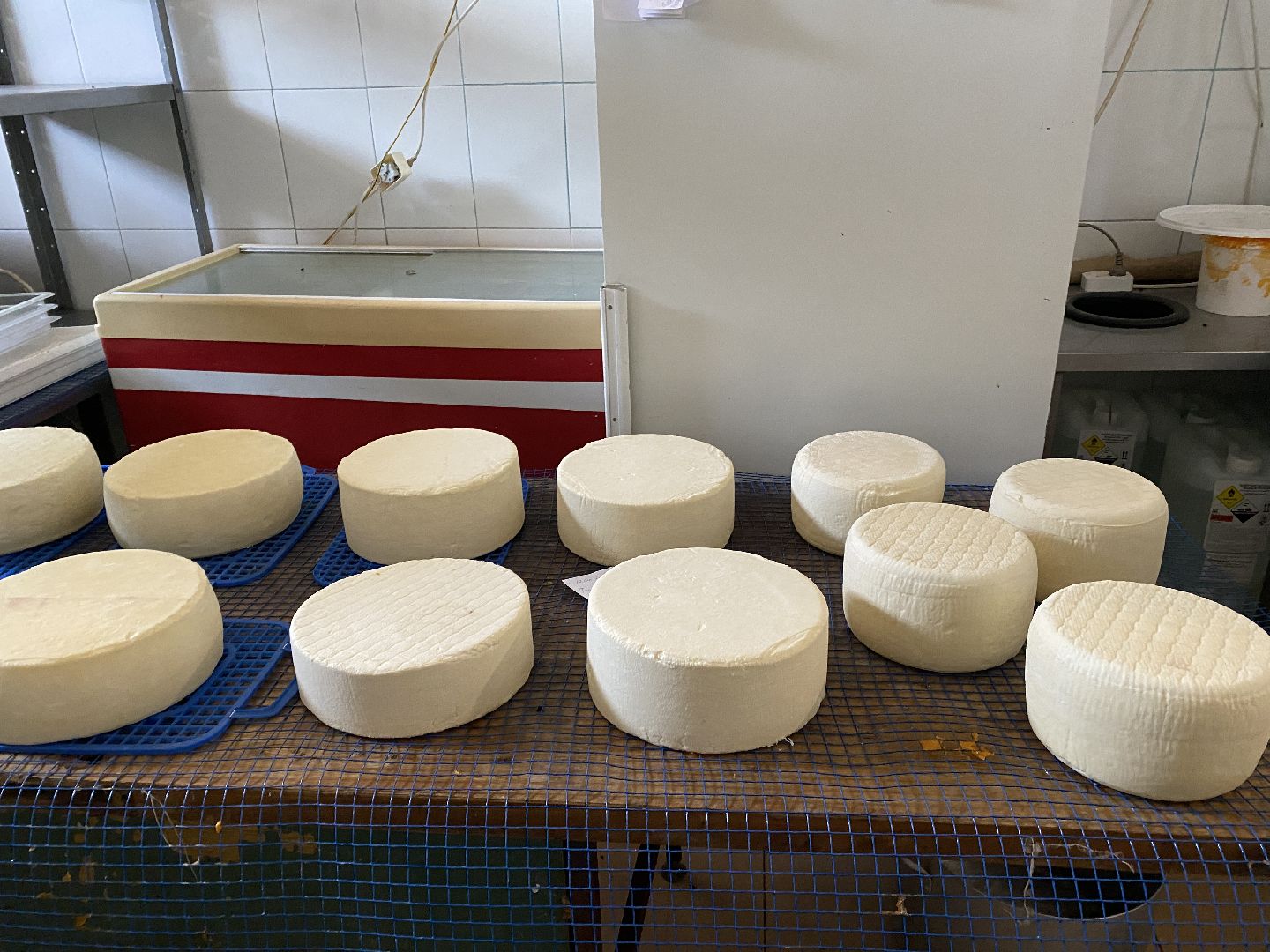 Чехов, ферма, сыр, производство, молочная продукция