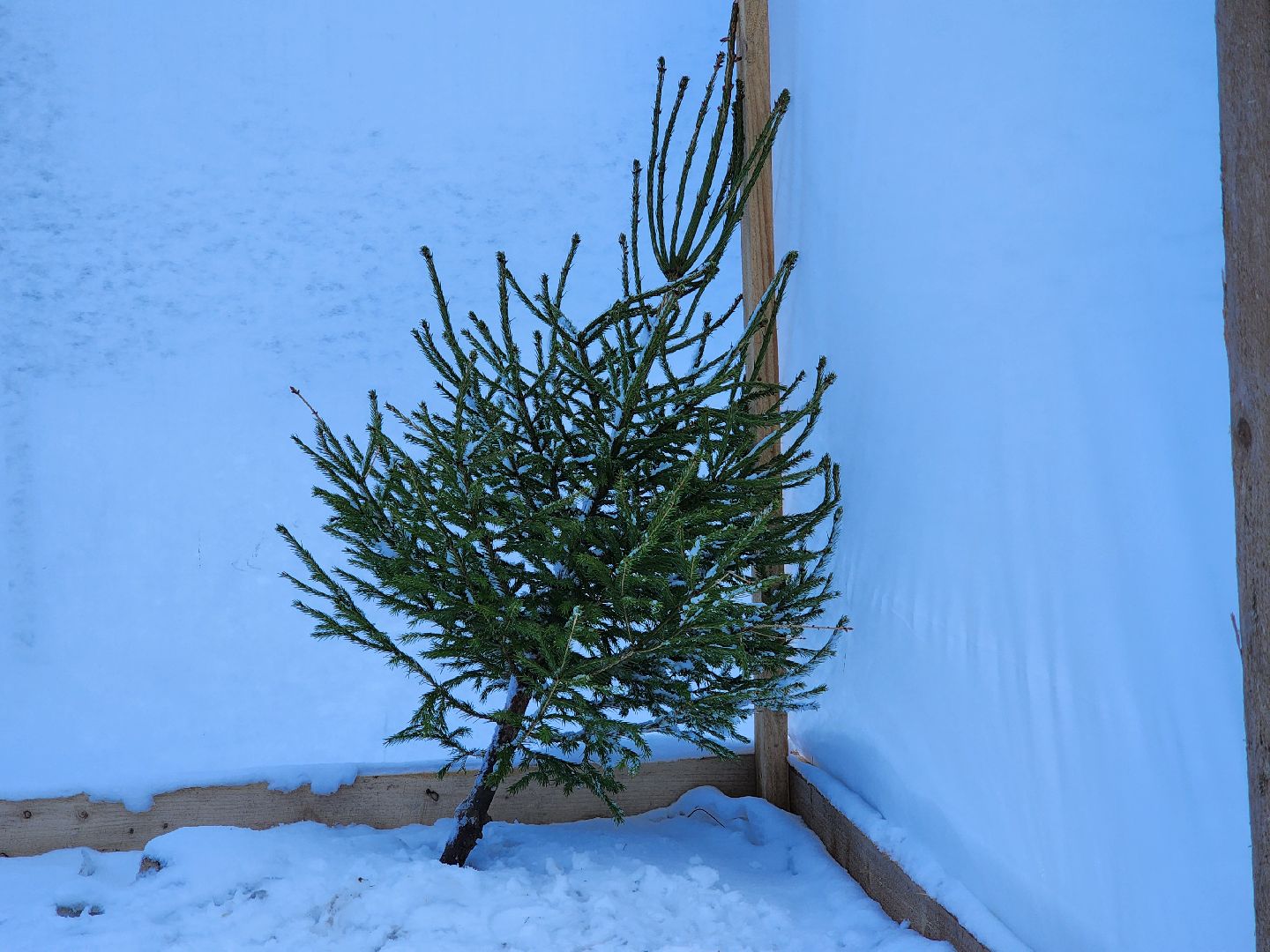 вторичная переработка, руза, экология, экология рузы, экология подмосковья, зима в подмосковье, зима в рузе,