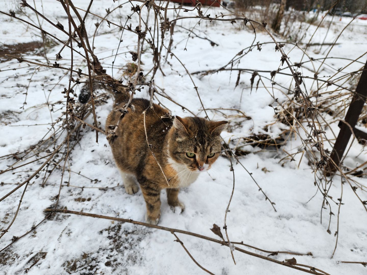 красноармейск, городской округ пушкинский, погода, снегопад, вертикалки,