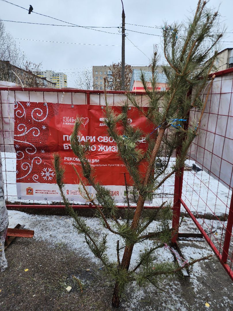 фрязино, елки, переработка, экология, утилизация елей, вертикалки,