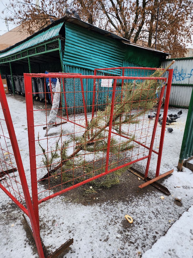 фрязино, елки, переработка, экология, утилизация елей, вертикалки,