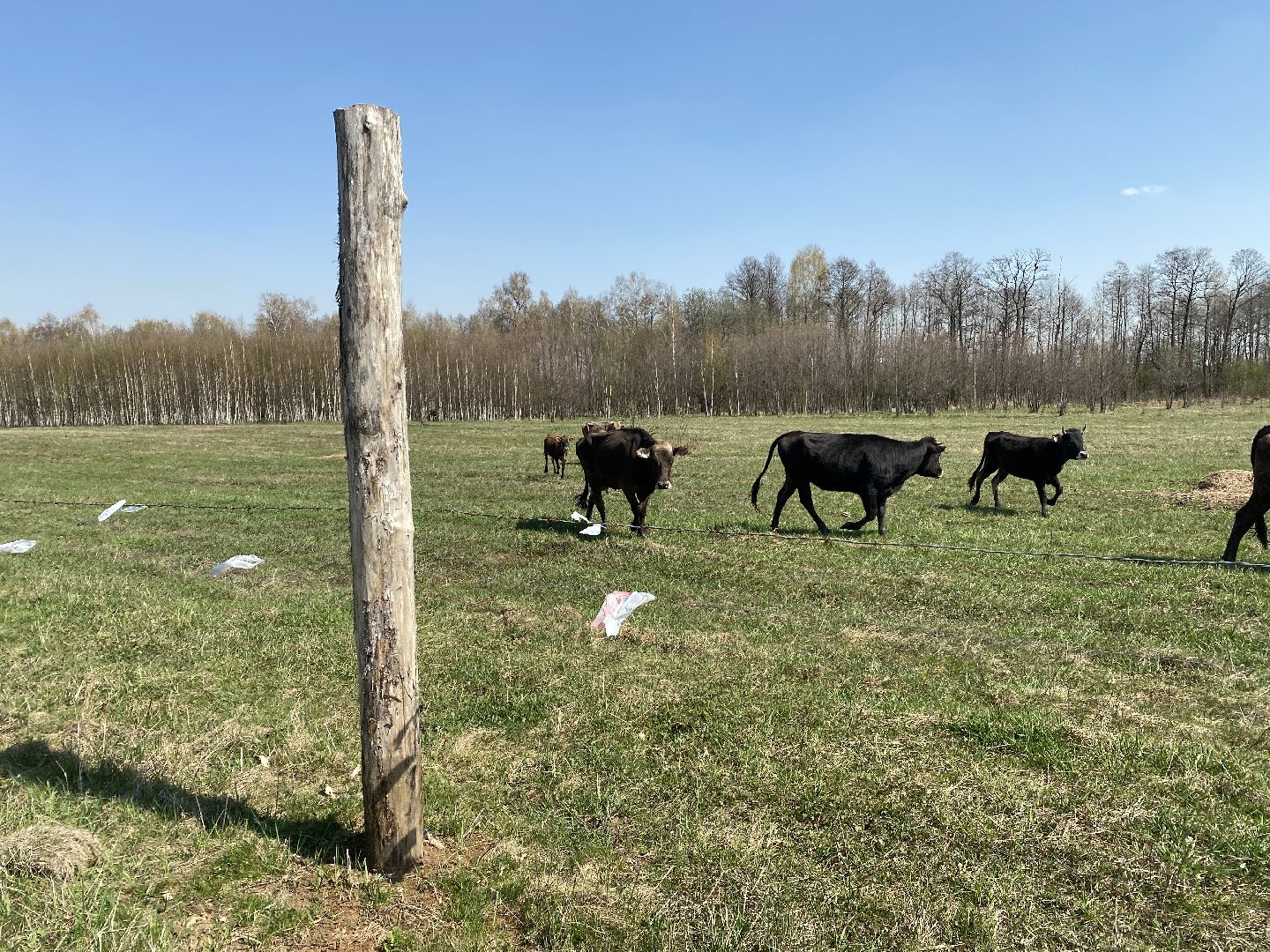 Чехов, ферма, электрический пастух, коровы, экономика