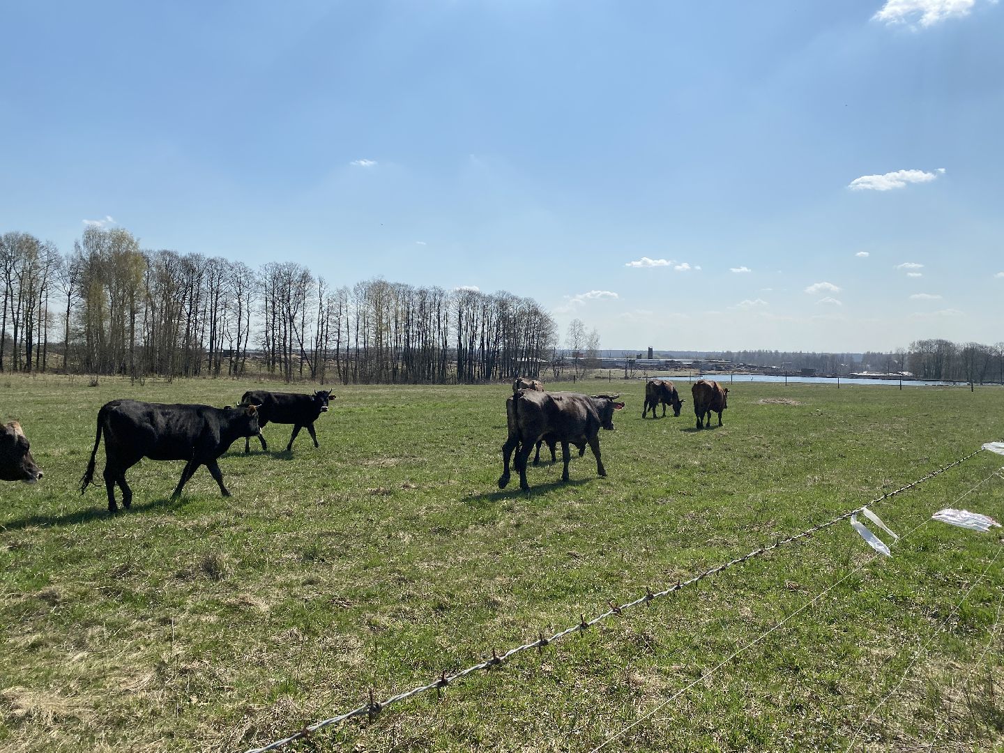 Чехов, ферма, электрический пастух, коровы, экономика