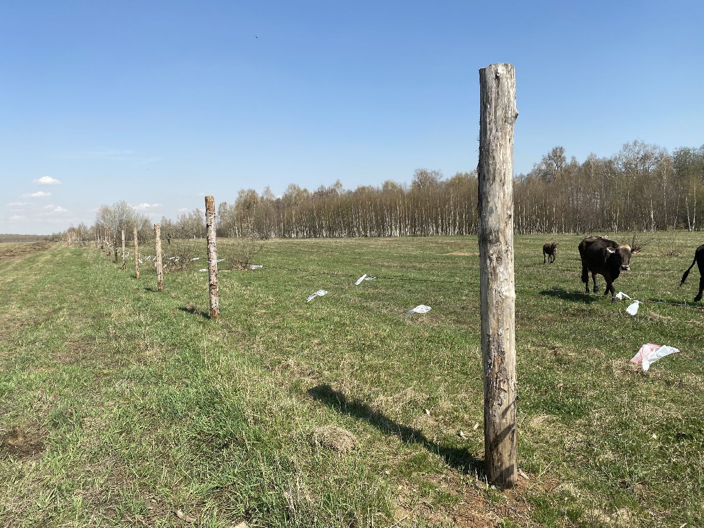 Чехов, ферма, электрический пастух, коровы, экономика