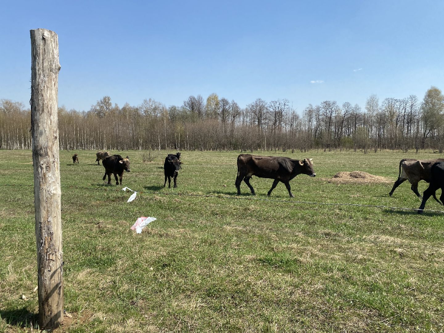 Чехов, ферма, электрический пастух, коровы, экономика