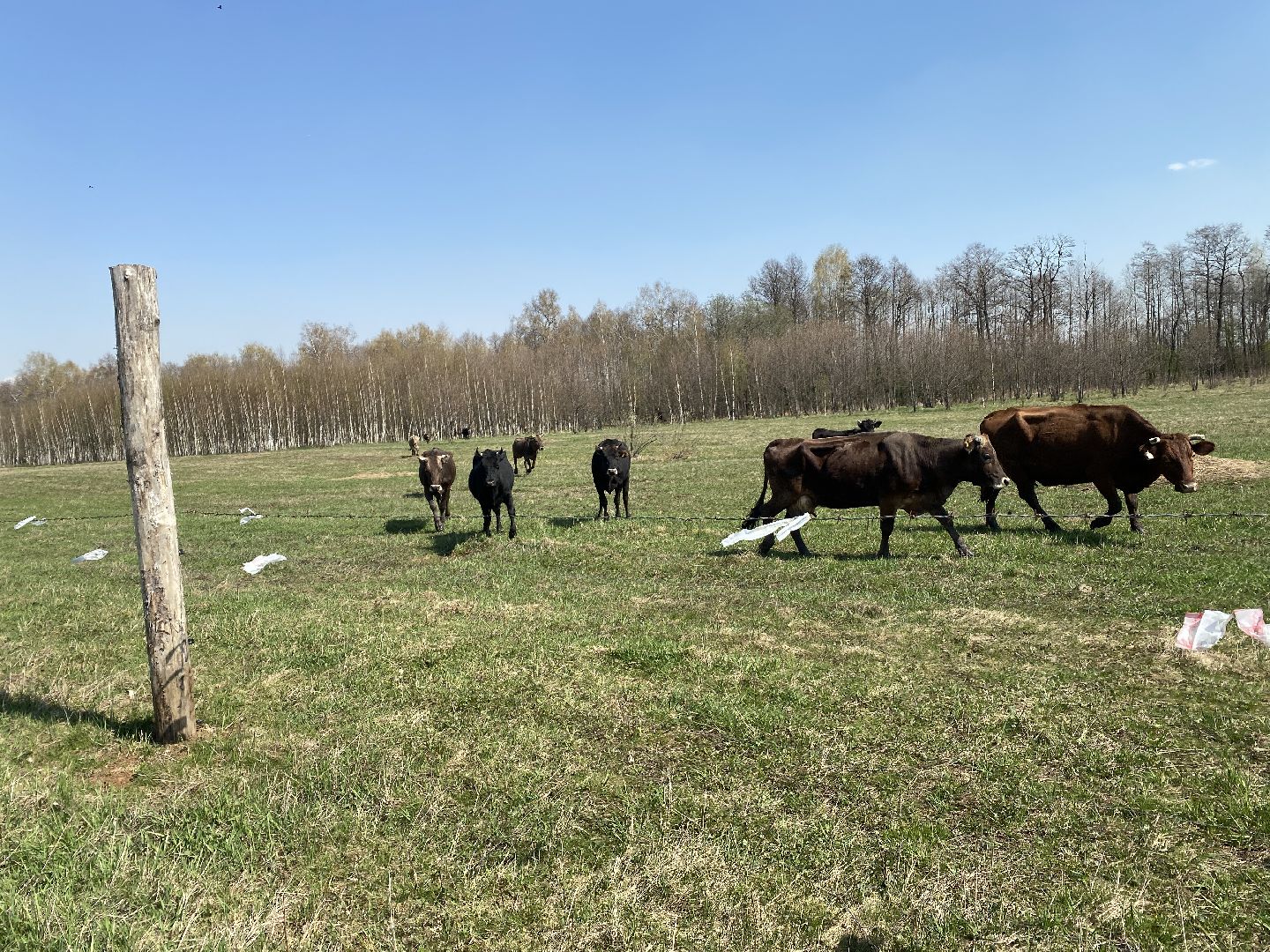 Чехов, ферма, электрический пастух, коровы, экономика