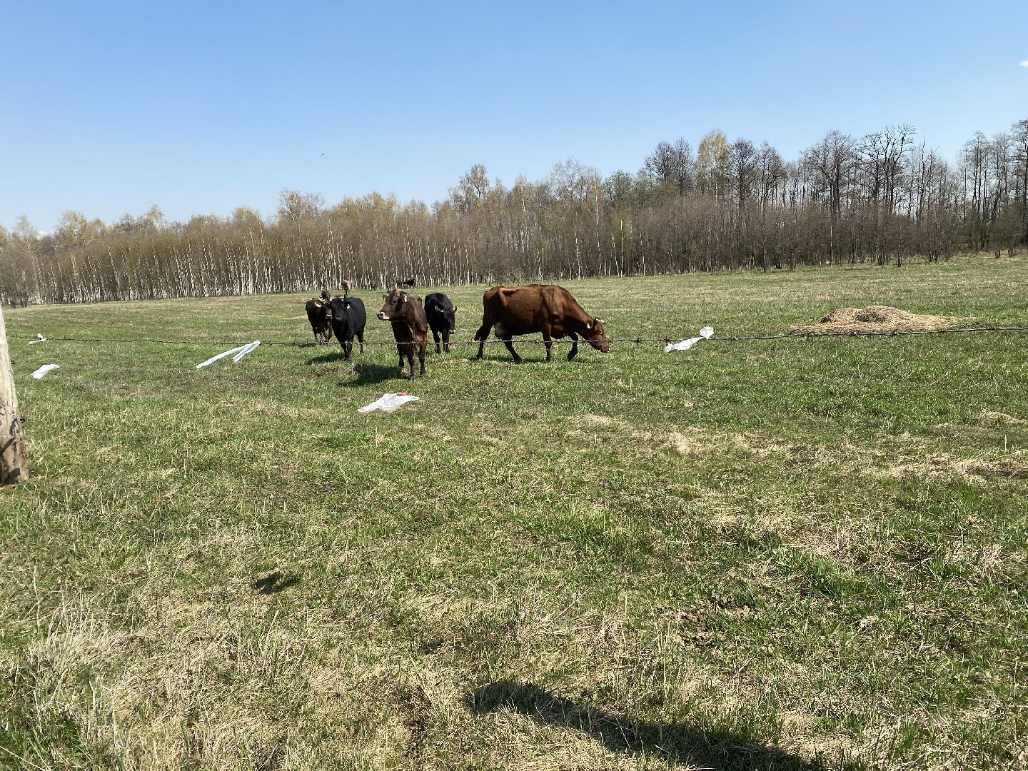 Чехов, ферма, электрический пастух, коровы, экономика