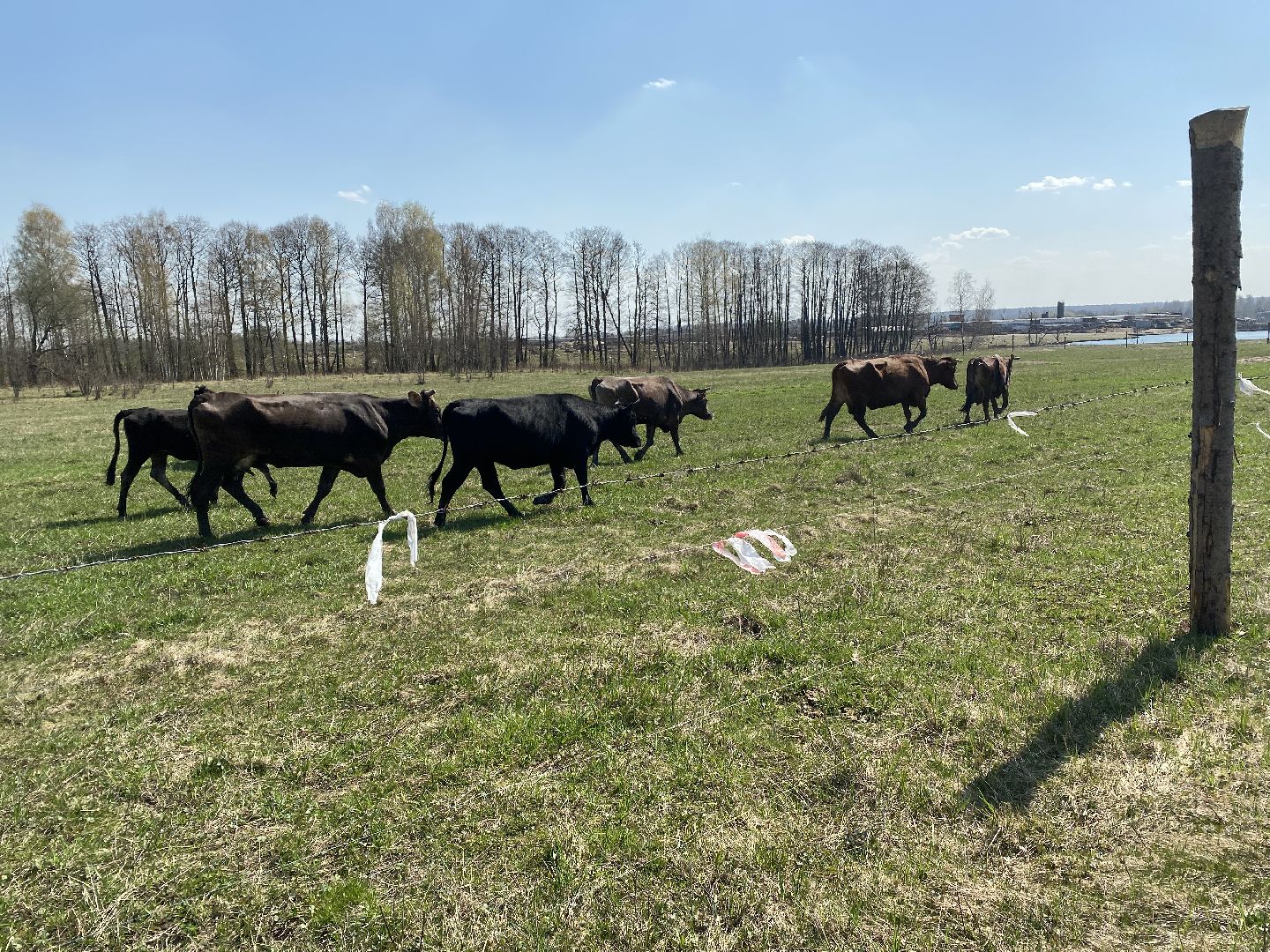 Чехов, ферма, электрический пастух, коровы, экономика
